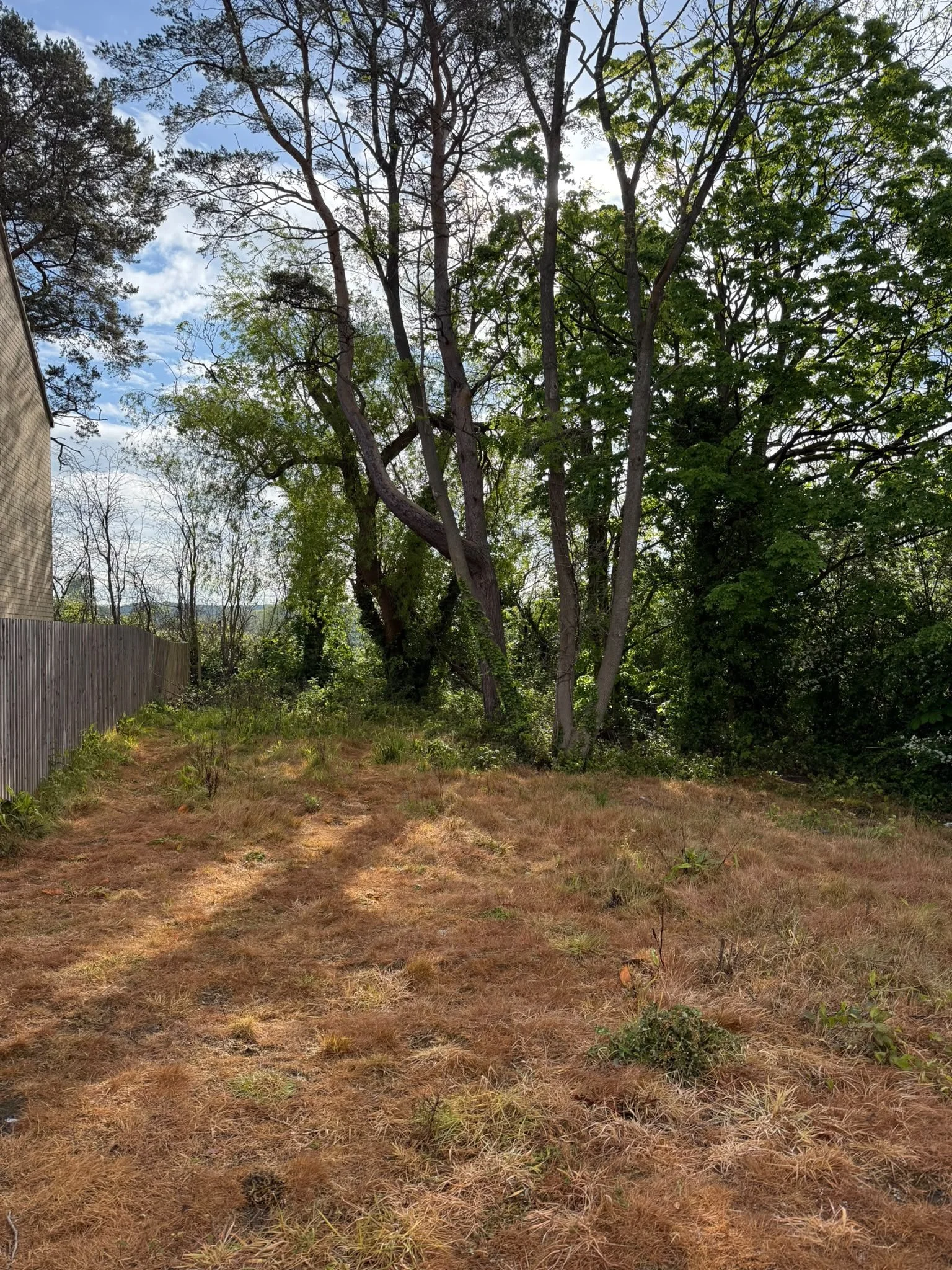 Prepared ground beneath mature trees beside a timber boundary fence