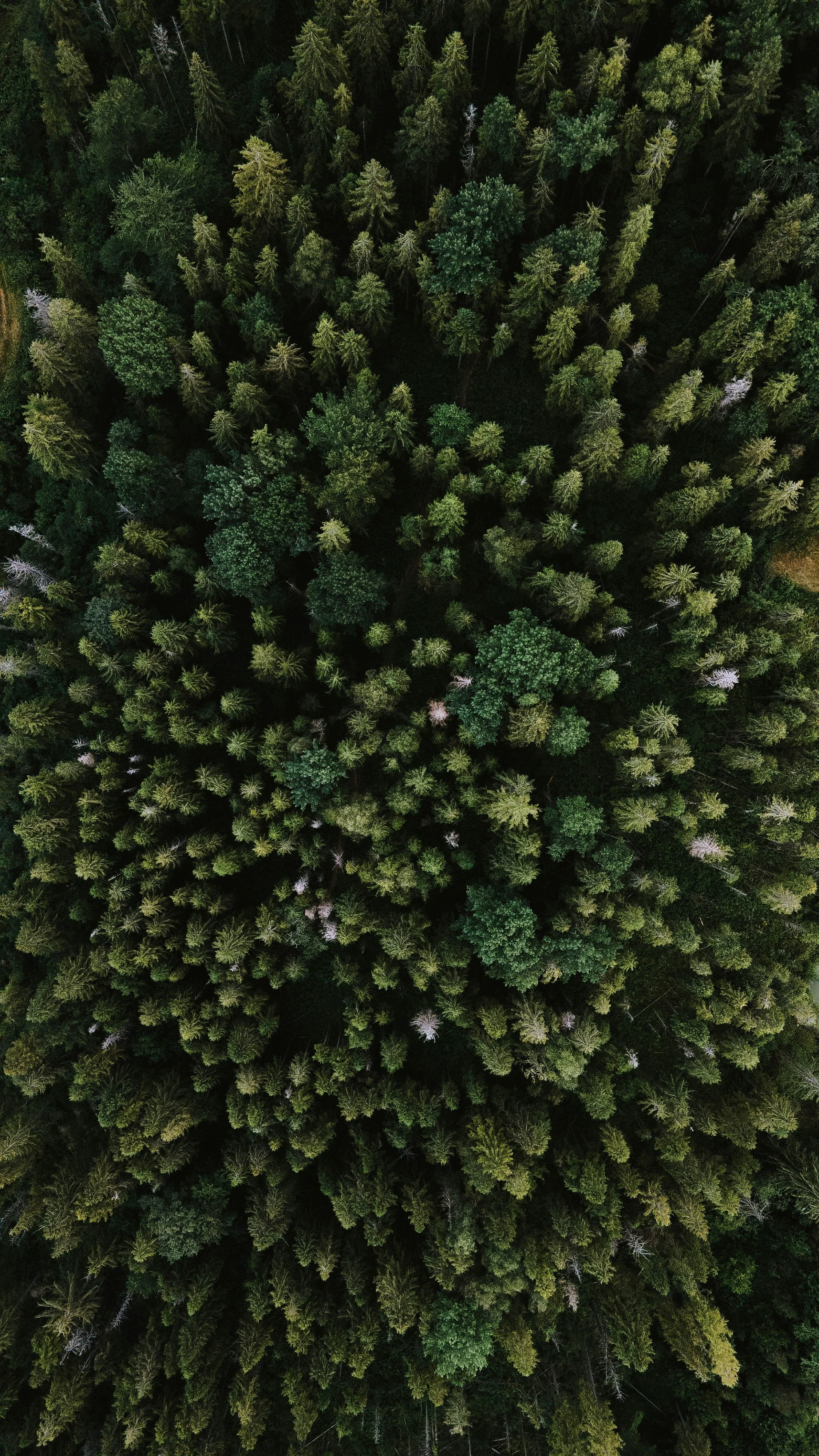 Aerial view of a mixed woodland canopy