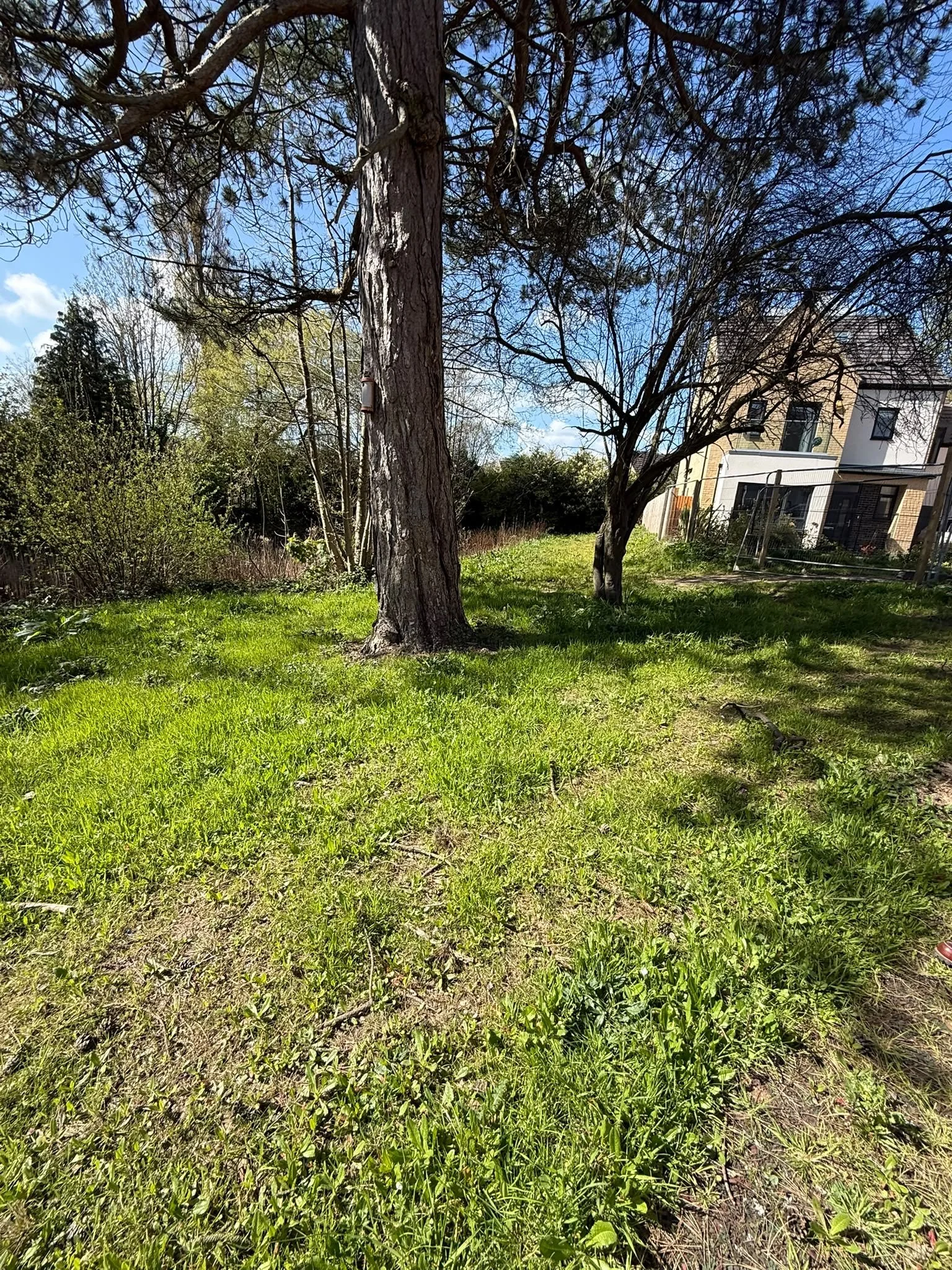 Grass establishment around retained mature trees beside nearby homes