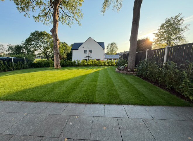 Newly laid natural turf bordered by young laurel plants beside a bungalow