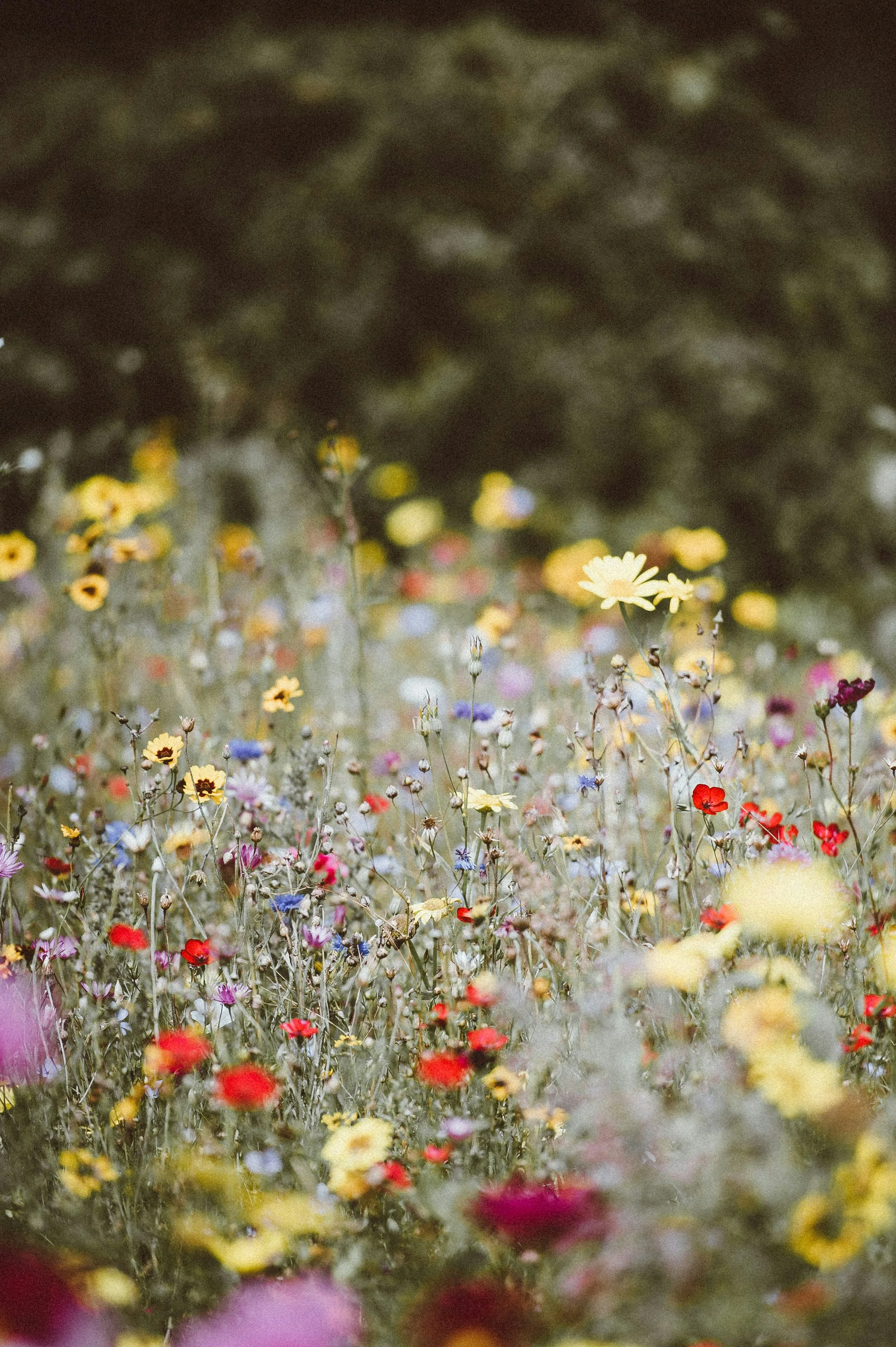 Wildflowers in garden
