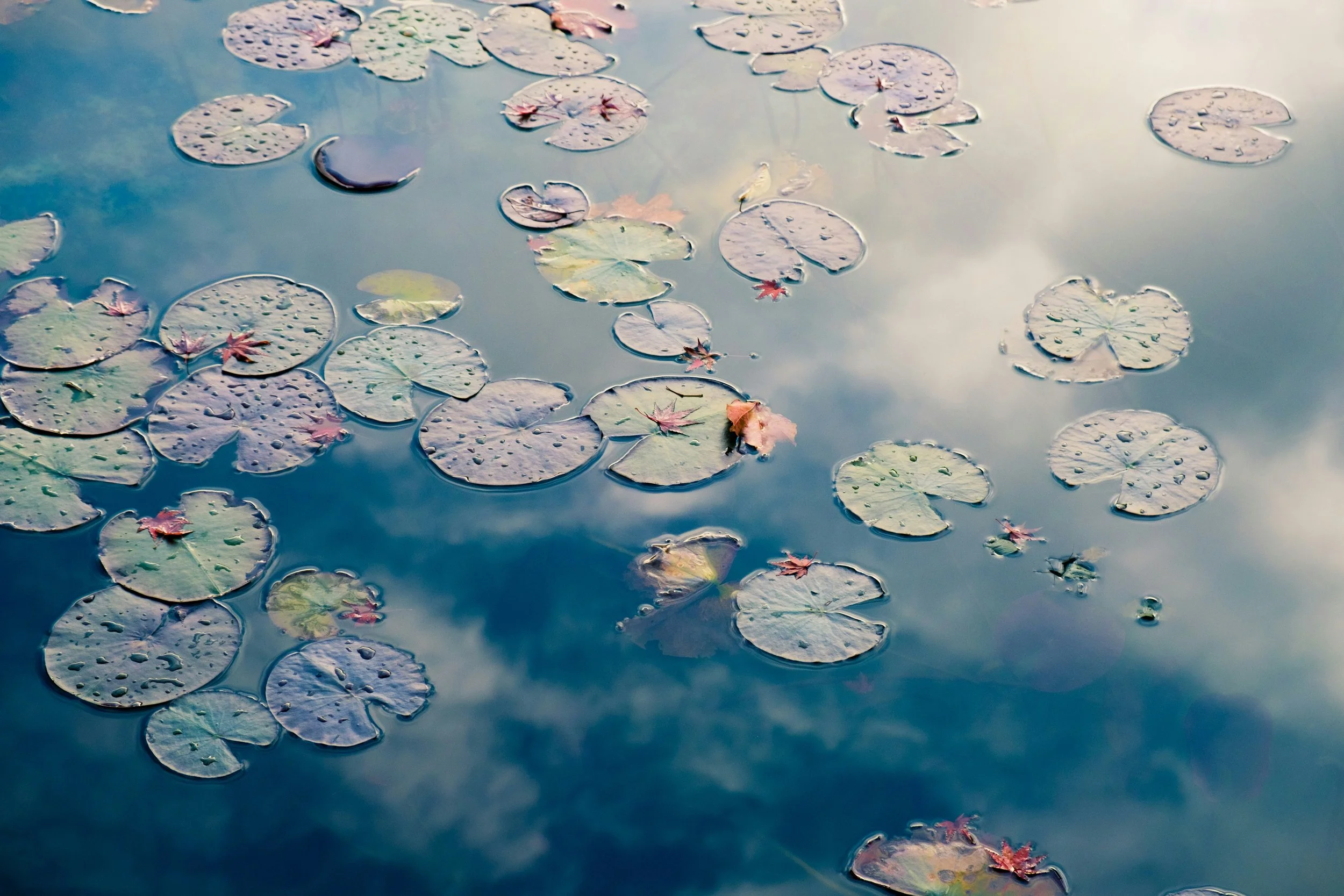 Lily pads on the surface of a wildlife pond