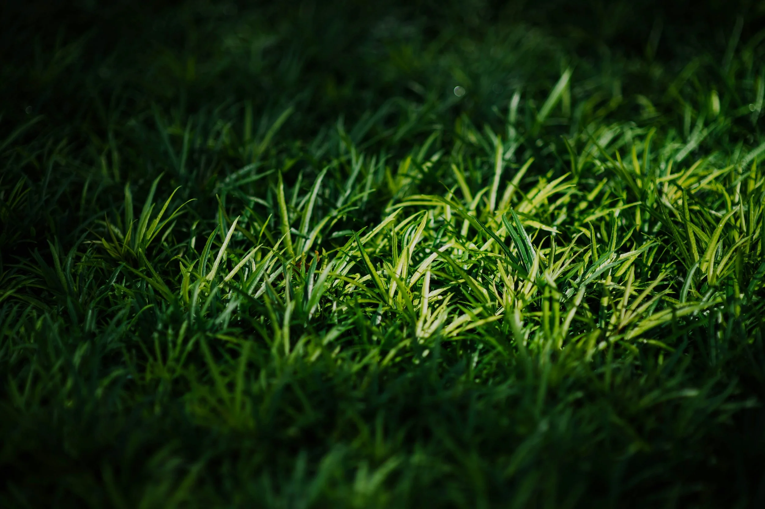 Grass with light on