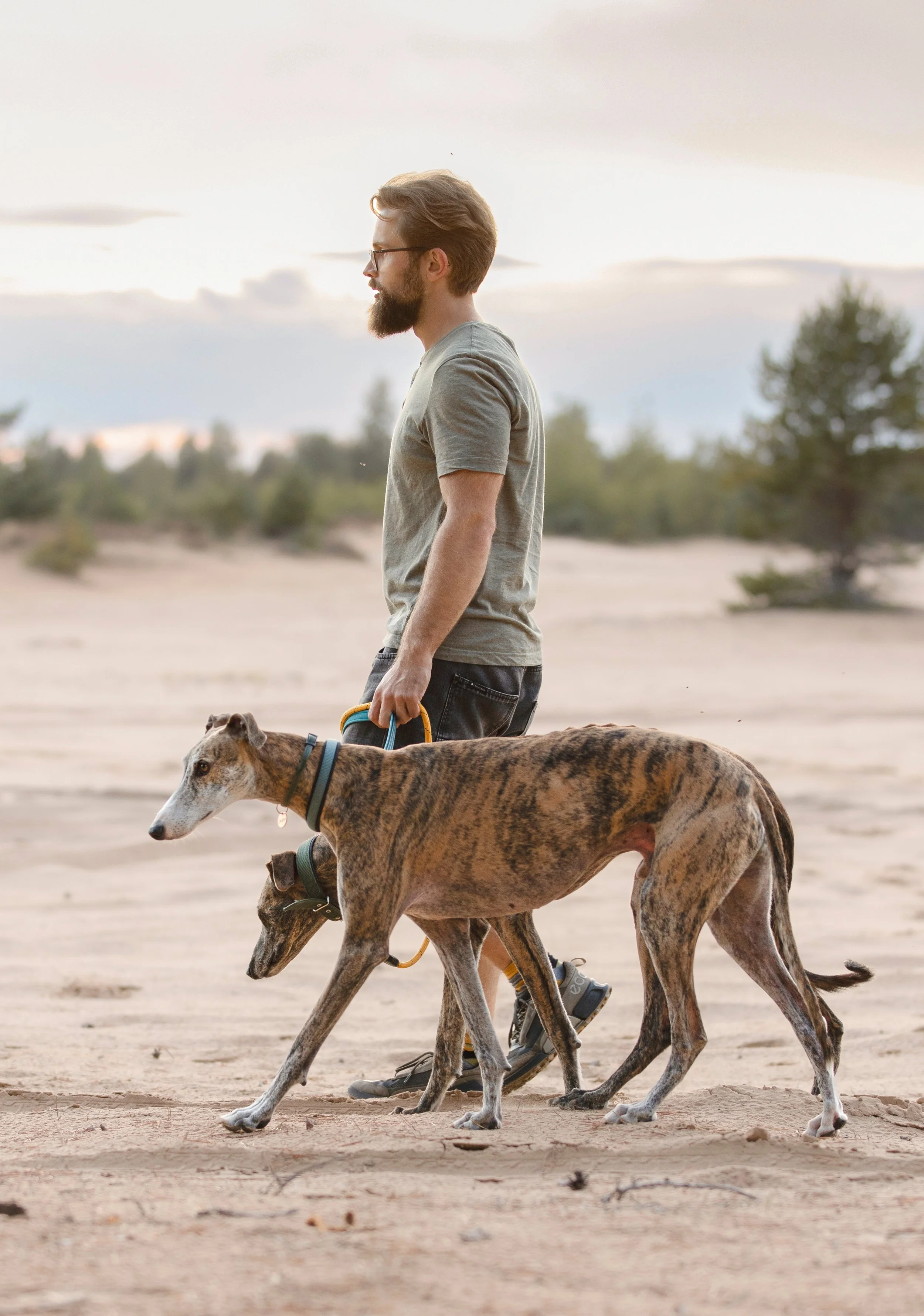 A man with a beard and glasses walking two greyhounds on a sandy, dry landscape at sunset.