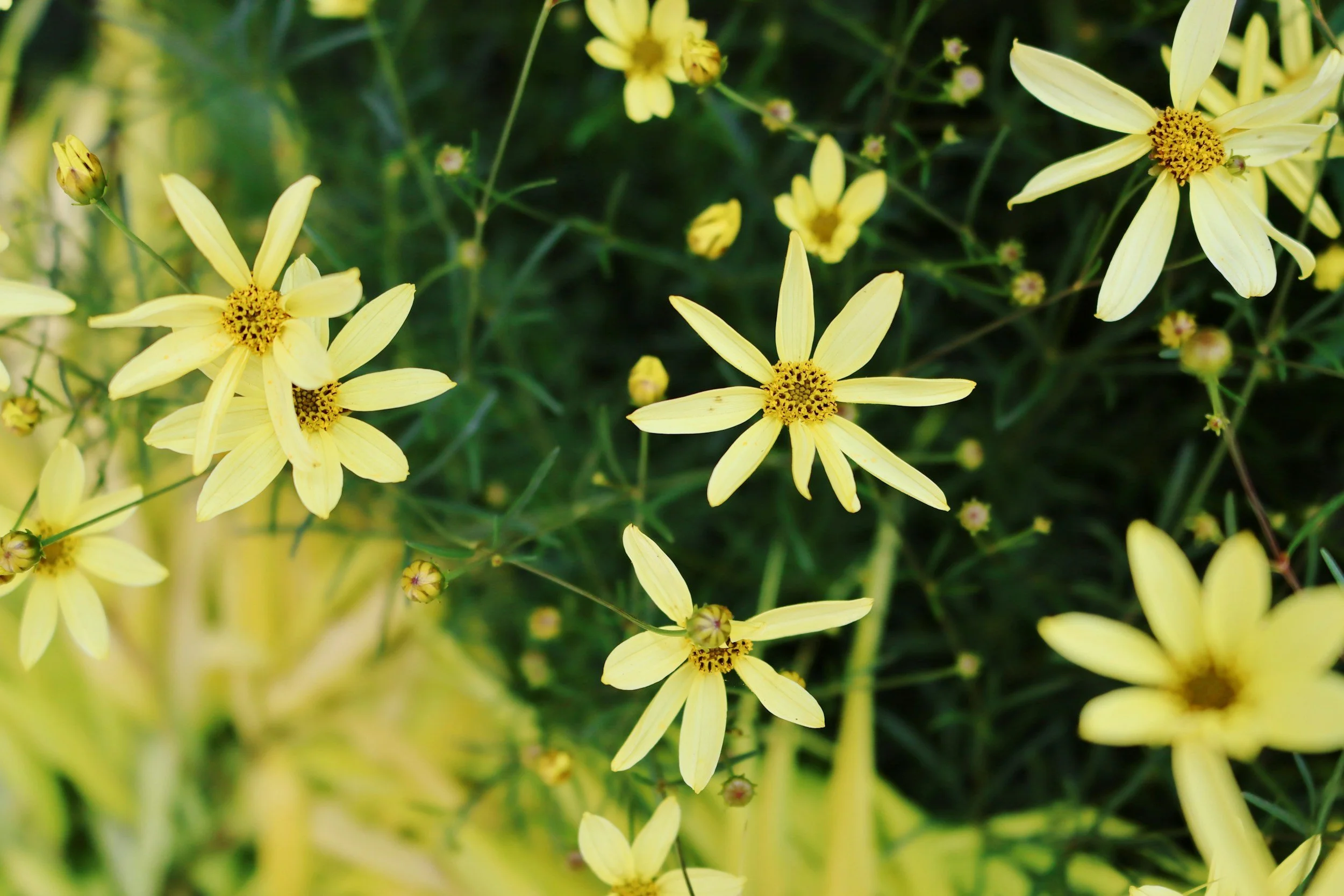 Several yellow flowers with elongated petals and dark centers growing amidst green foliage.