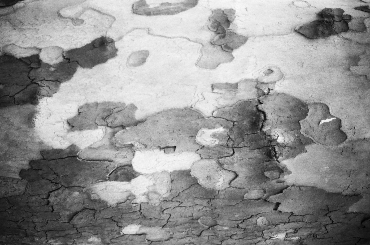 Tricolor Bark, 2026