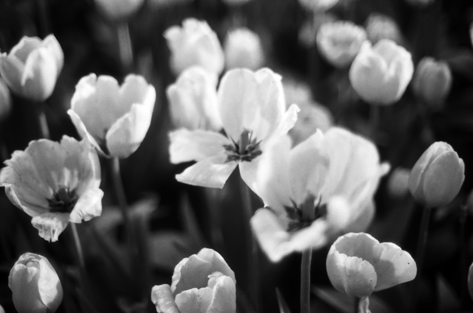 Midnight Tulips, 2026