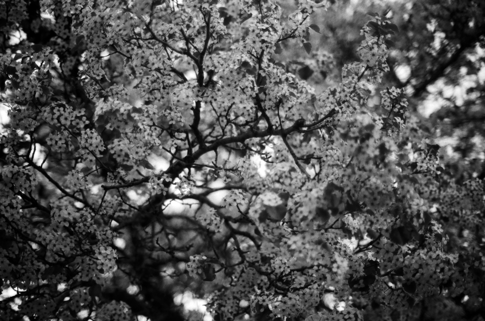 Budded Branches, 2026