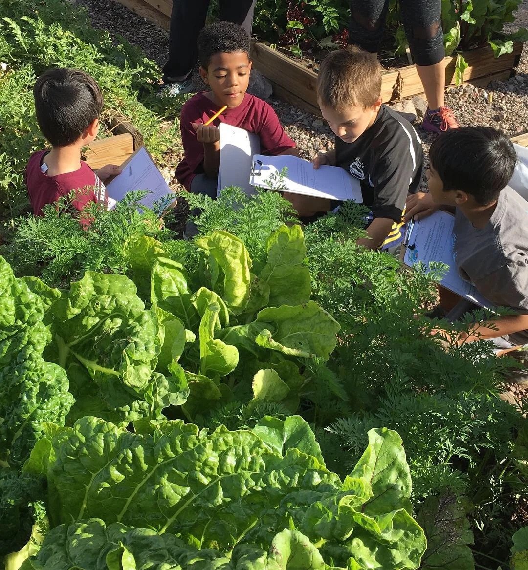 Children in a garden reading and observing leafy greens and herbs with clipboards.