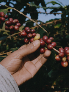 How to Choose The Best Decaf Coffee Beans