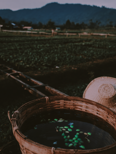 How Kind Kick Coffee Is Made With Swiss Water Process?