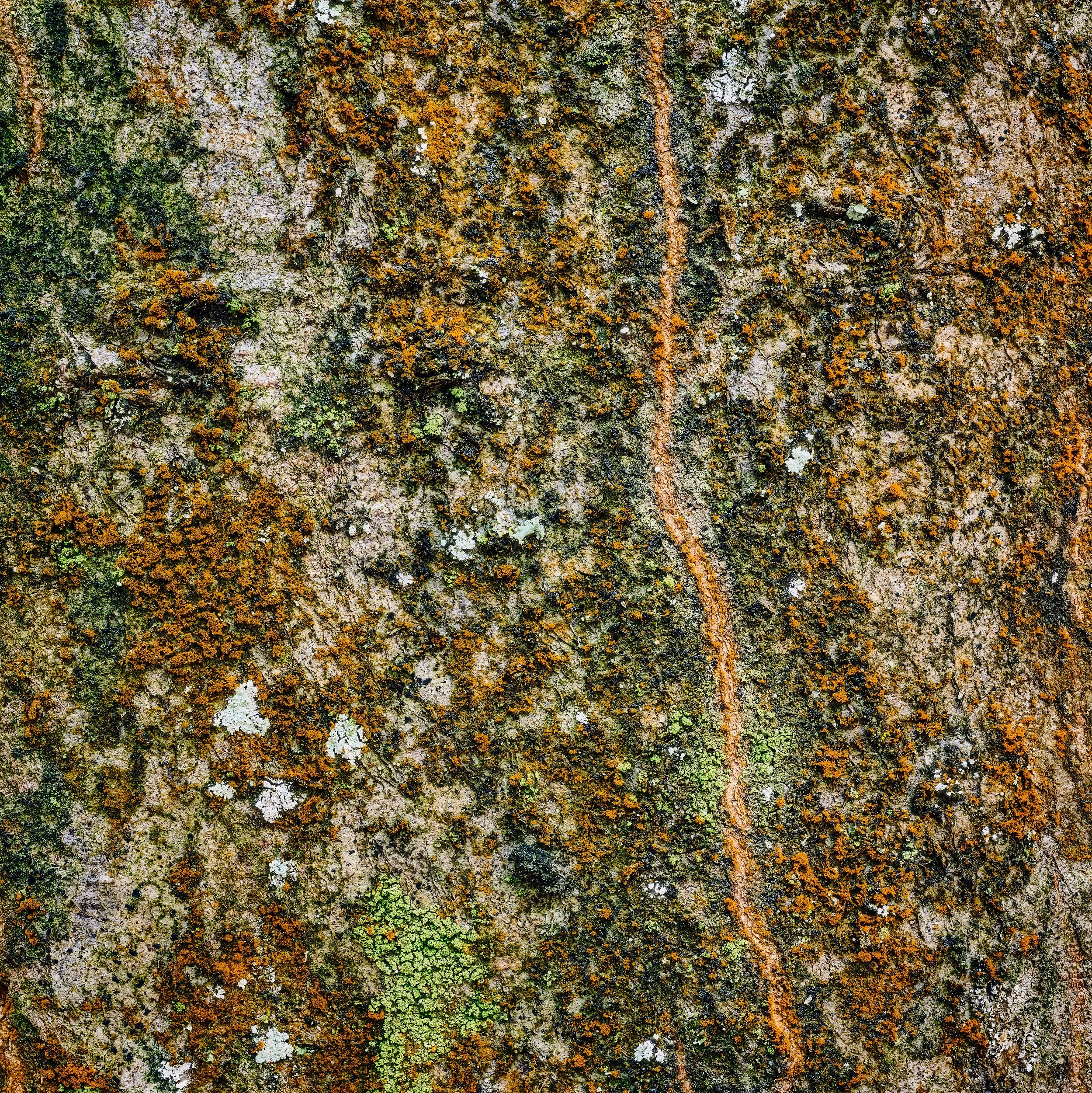Abstract macro photograph of bark surface showing pattern and texture