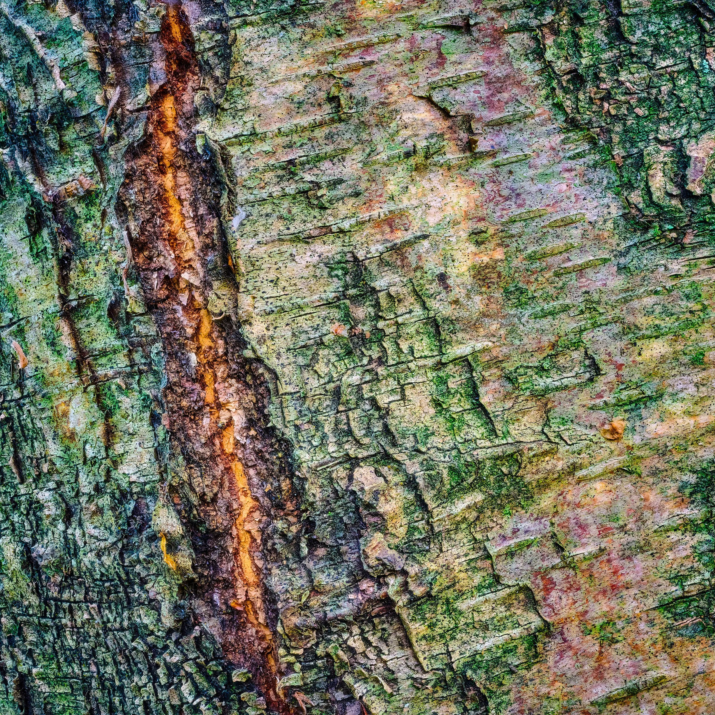 Close-up of tree bark, showing rough, textured surface with patches of green moss, brown cracks, and colorful lichens.