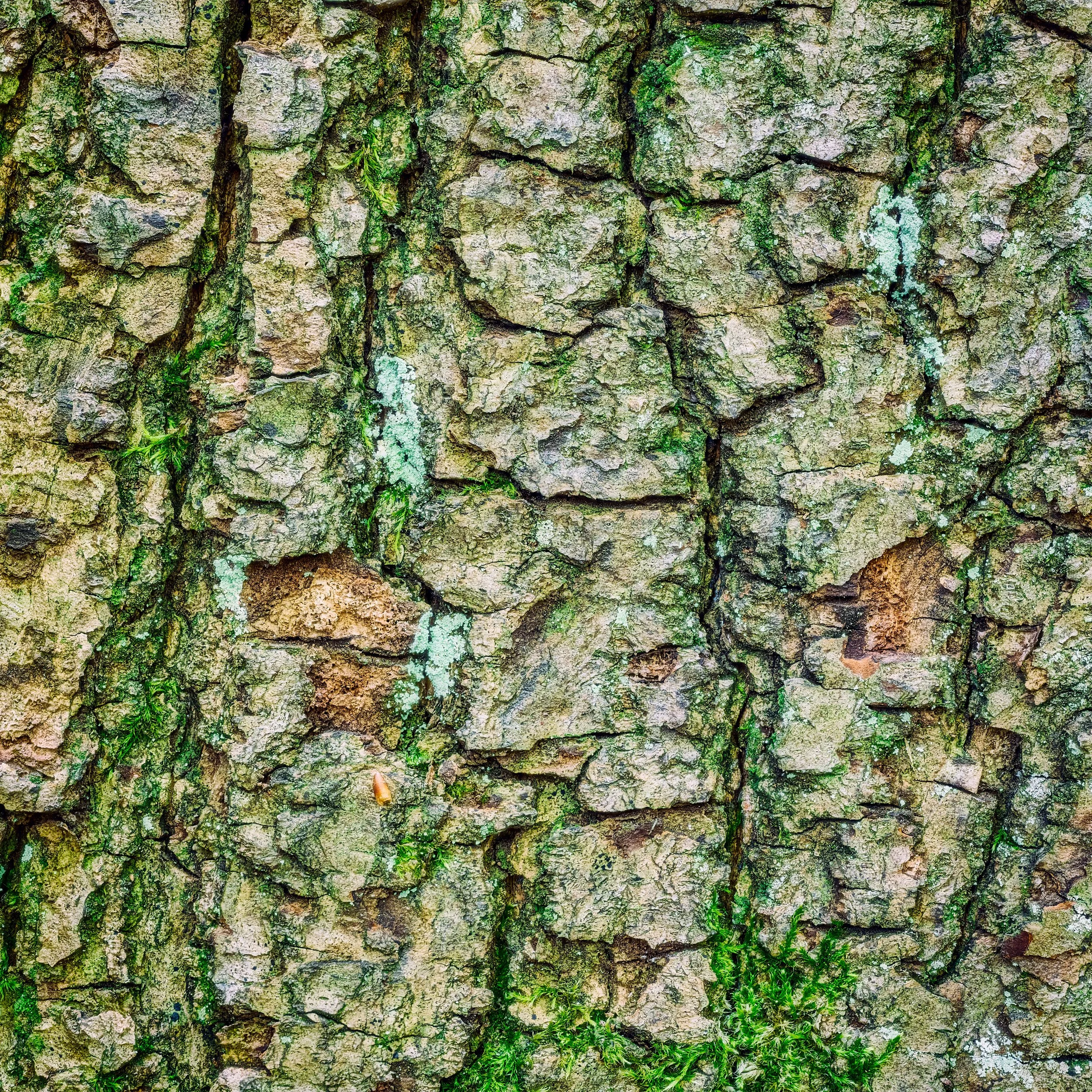 Extreme close-up macro photograph of tree bark texture in cool green and warm amber tones