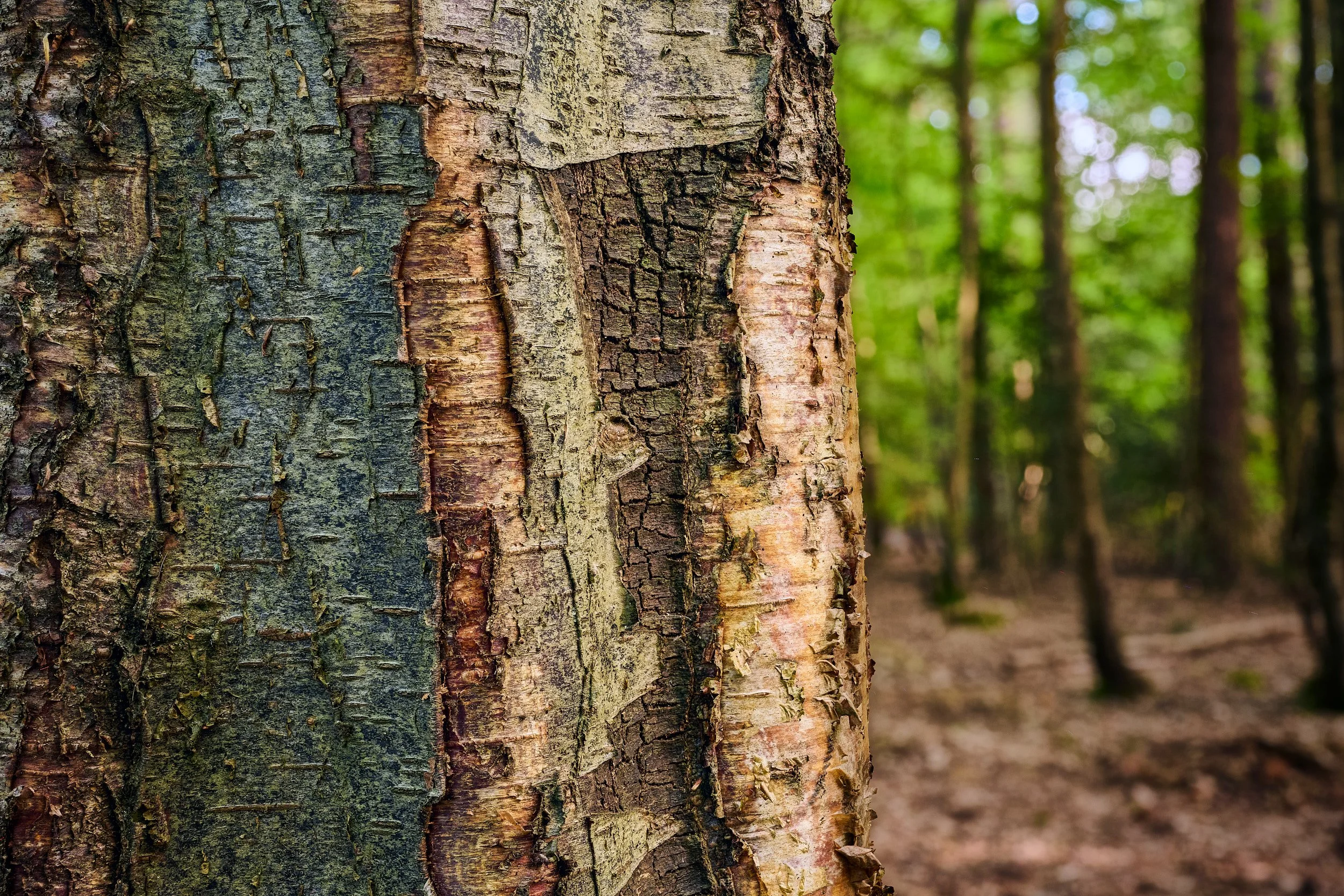 Close-up of a tree trunk in a forest, showing textured bark with green moss and patches of lighter colored wood, blurred green trees in the background.