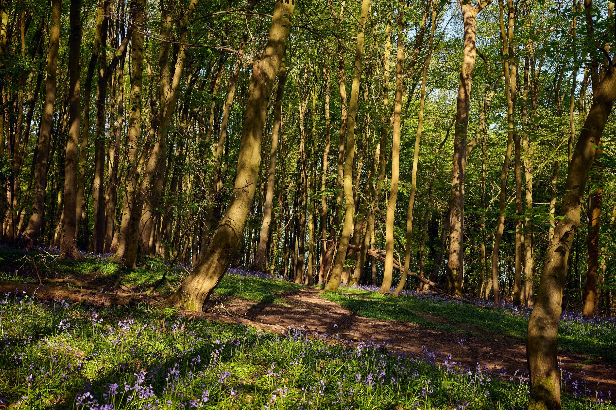 Silver birch woodland in Hertfordshire dappled morning light