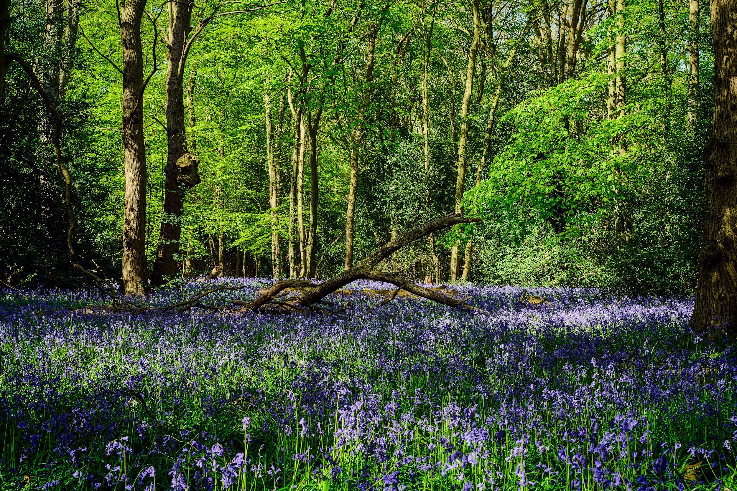 A lush green forest with tall trees and a forest floor covered in purple flowers.
