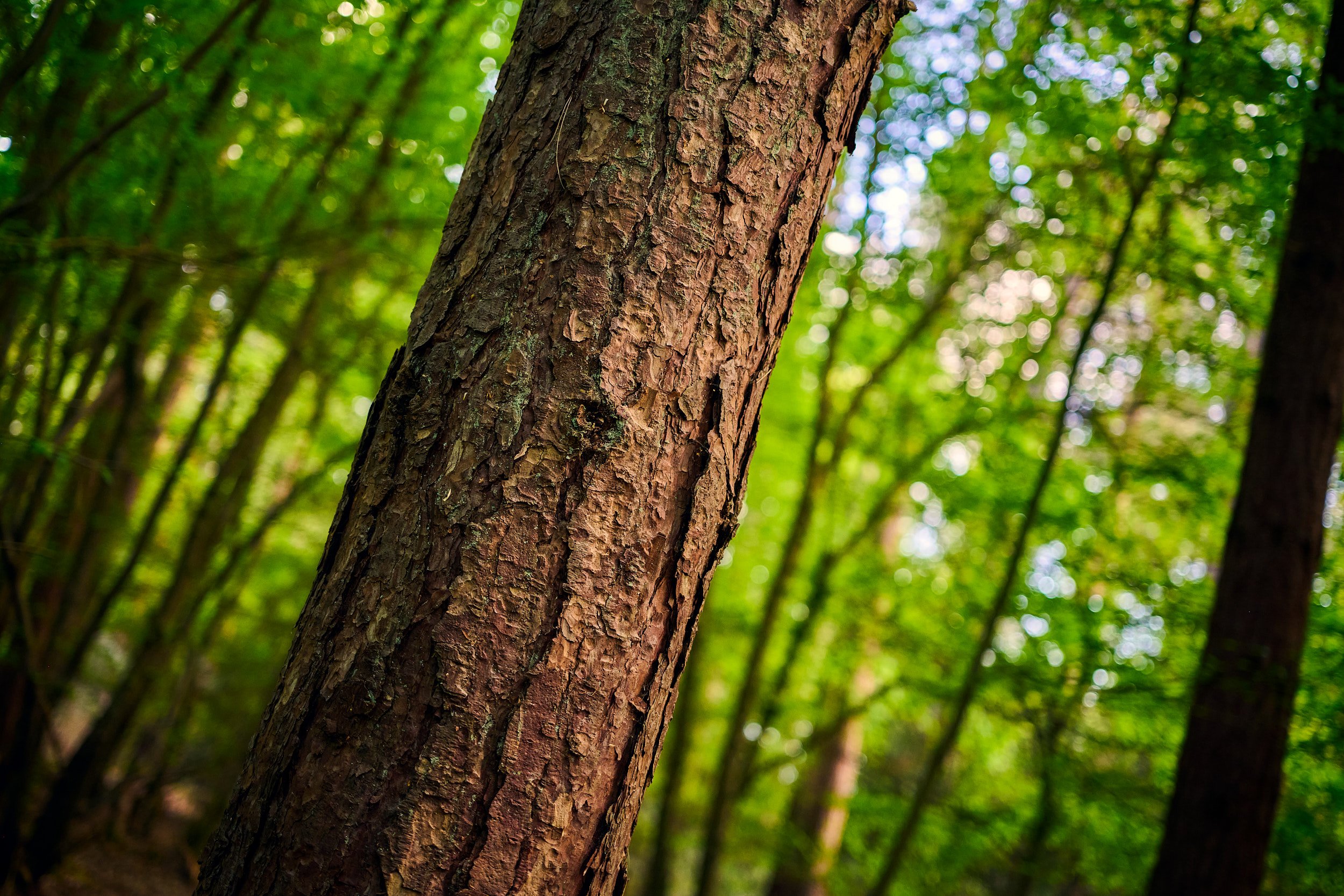 Mid-distance detail of tree bark texture in natural woodland light