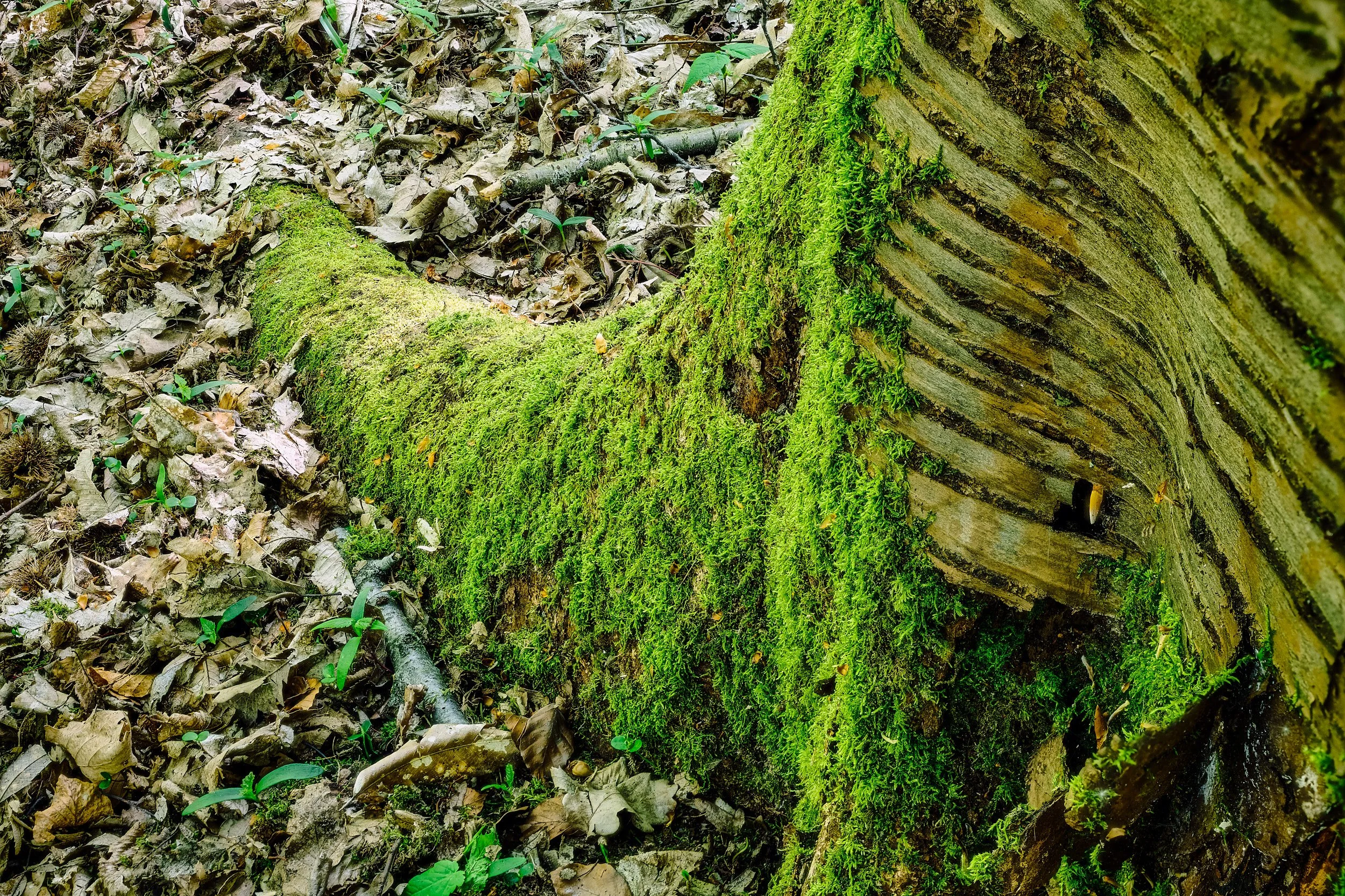 Close-up of a moss-covered tree trunk in a forest, surrounded by fallen leaves and small plants.