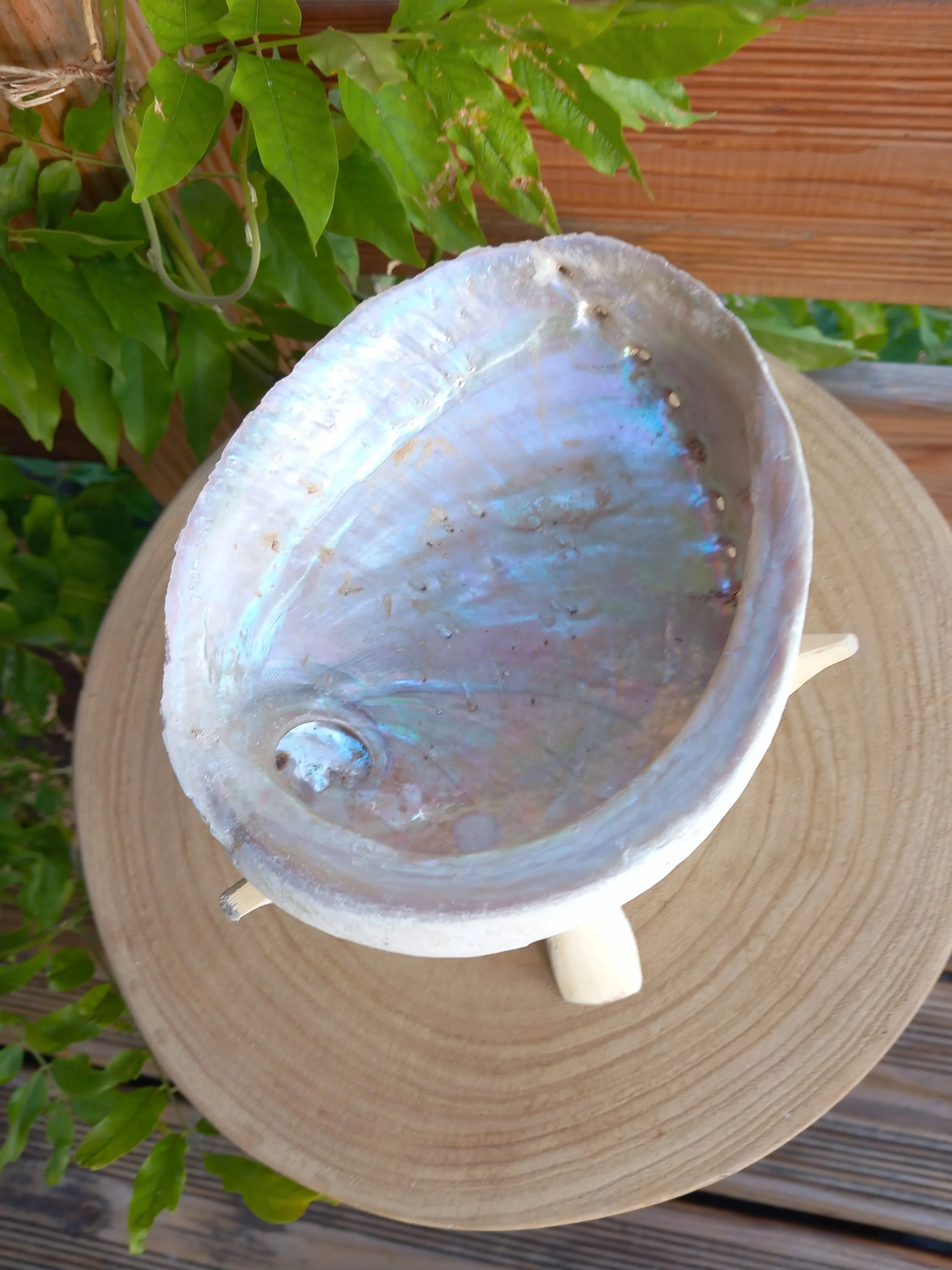 Coquille d'Ormeau - Haliotis Diversicolor -Taille L avec trépied en bois naturel