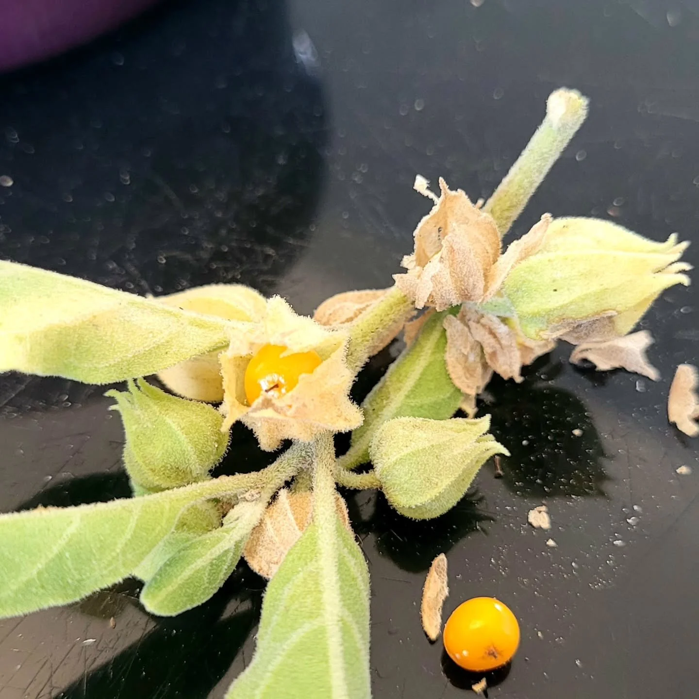 Ashwaganda and its orange berries. I will let it grow another year after this first year before harvesting roots. 

My Rising Goddess formula contains ashwagandha, damiana, rose, shatavari, holy basil, licorice and ginger. It's a hormone and energy b