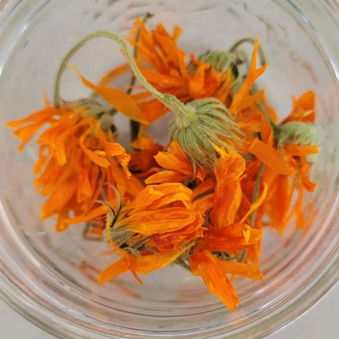 I feel so happy and abundant with the harvest of herbs 🌿 I am tired after the energies we experienced last night! Working with plants perks up my energy and I get into my zone of high vibes. I even had a spider friend join in my delight of processin