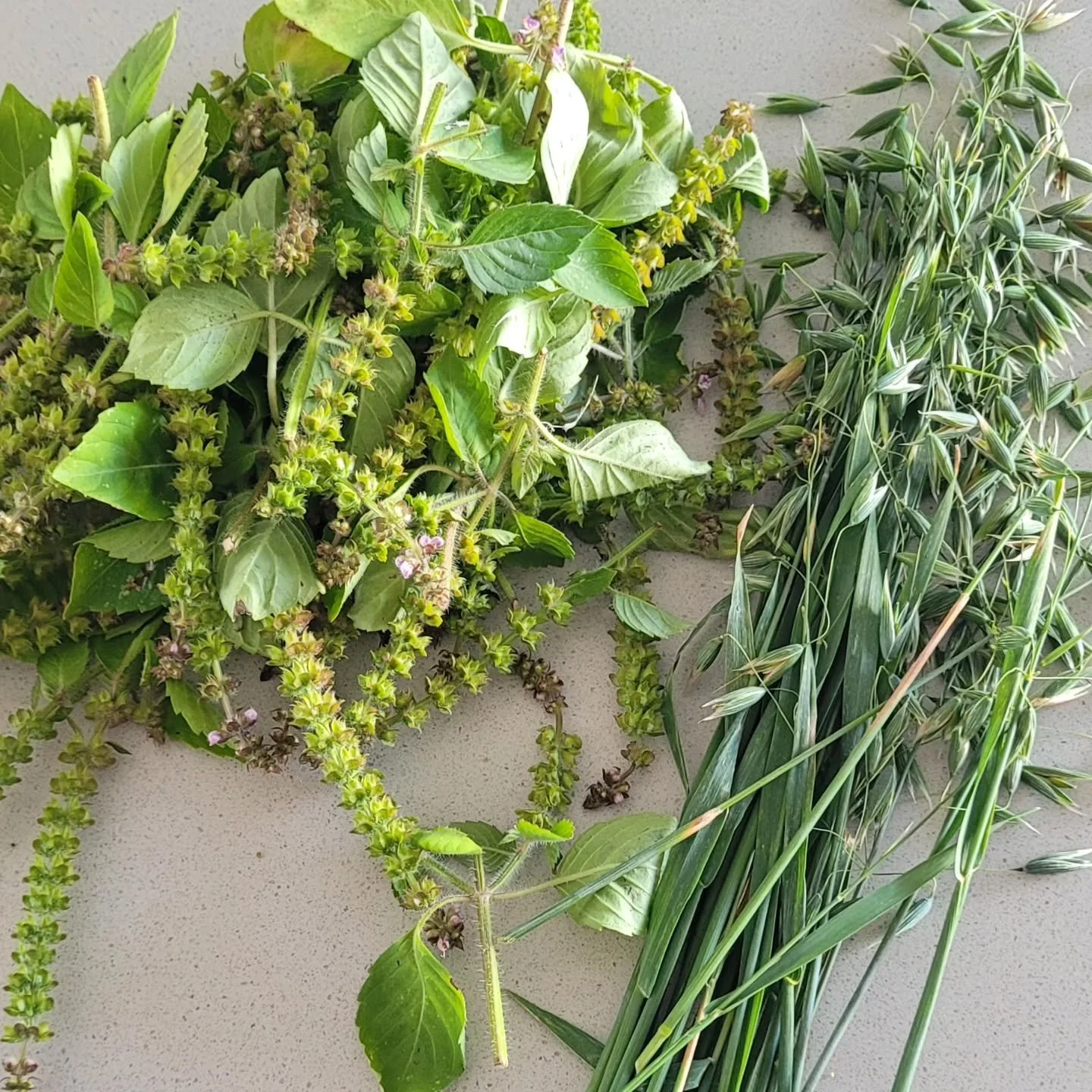 Making milky oats tincture -

an amazing, sensuous experience! 😍 🌿 *milky oats are the plant on the right.

I received plant gifts from @earthwisdomapothecary
and I'm learning about the benefits of oats in our @studiobotanica Herb Gals group this m