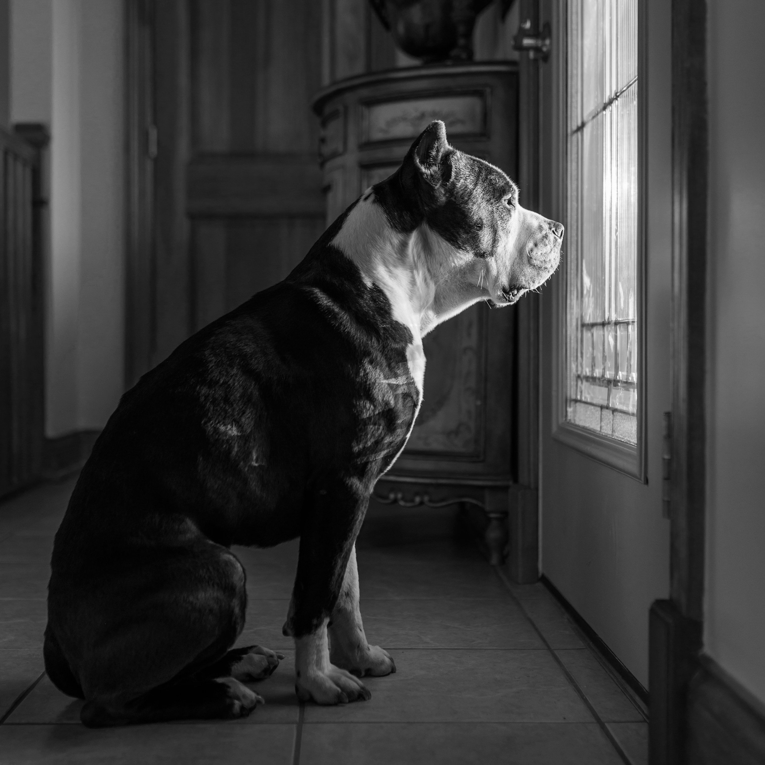 A dog sitting on a tiled floor, looking out a glass-paneled door, in black and white.