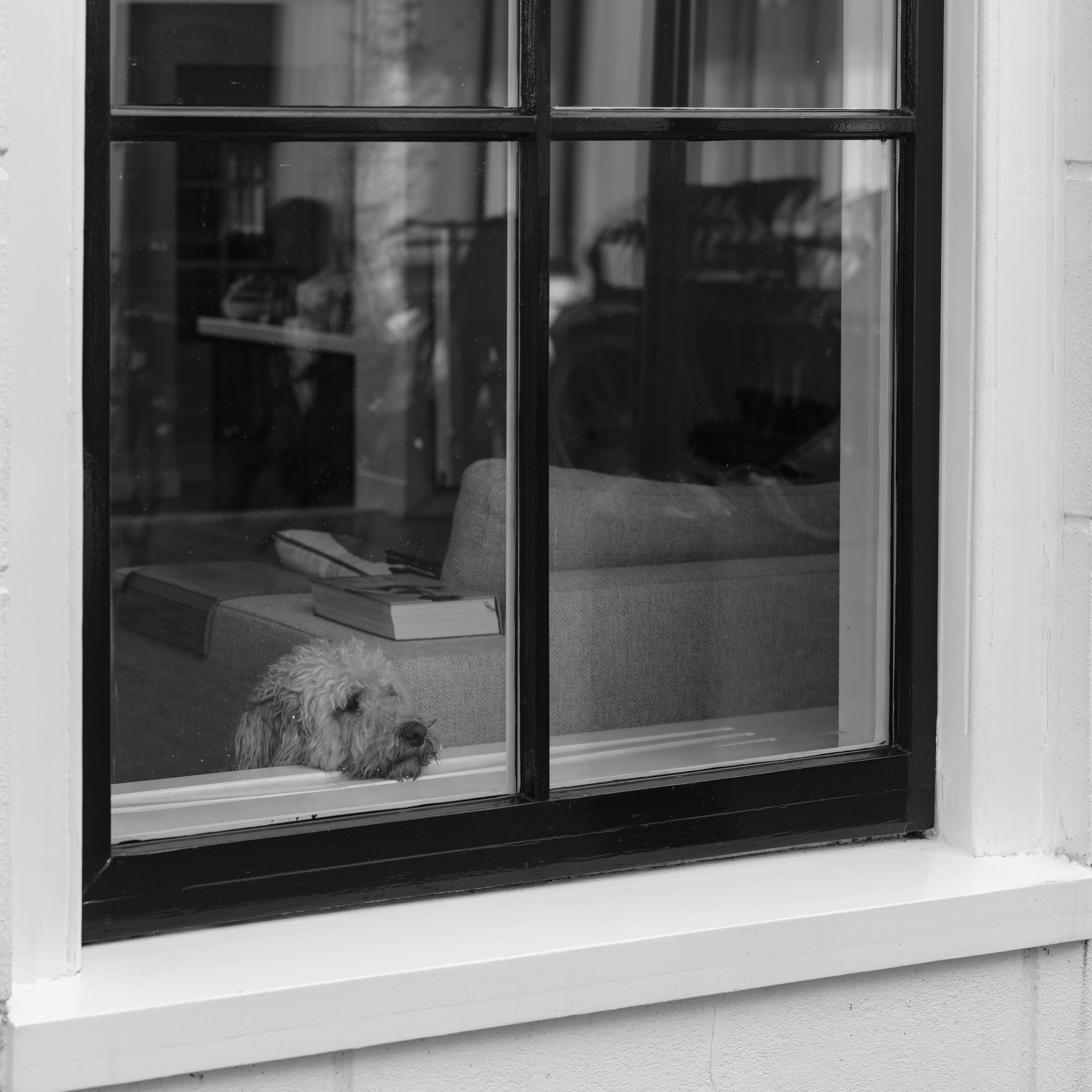 A dog with curly fur resting its head on a windowsill, looking out the window.
