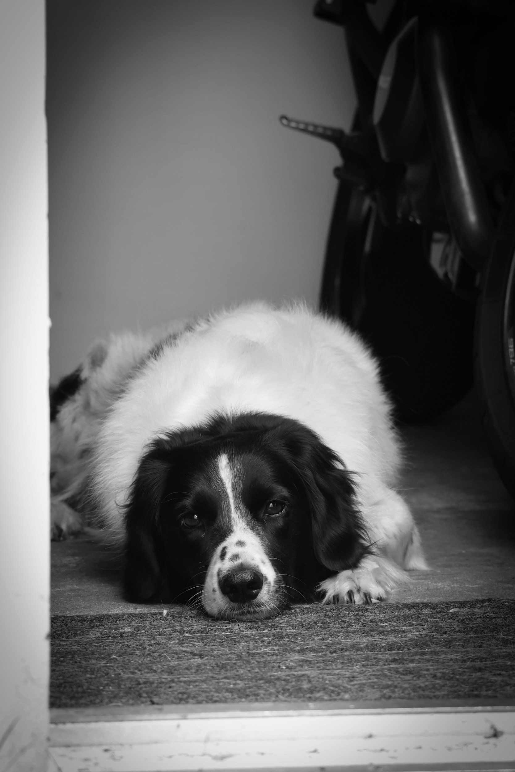 A black and white photo of a dog lying down on a mat, resting its head on the floor, looking directly at the camera.