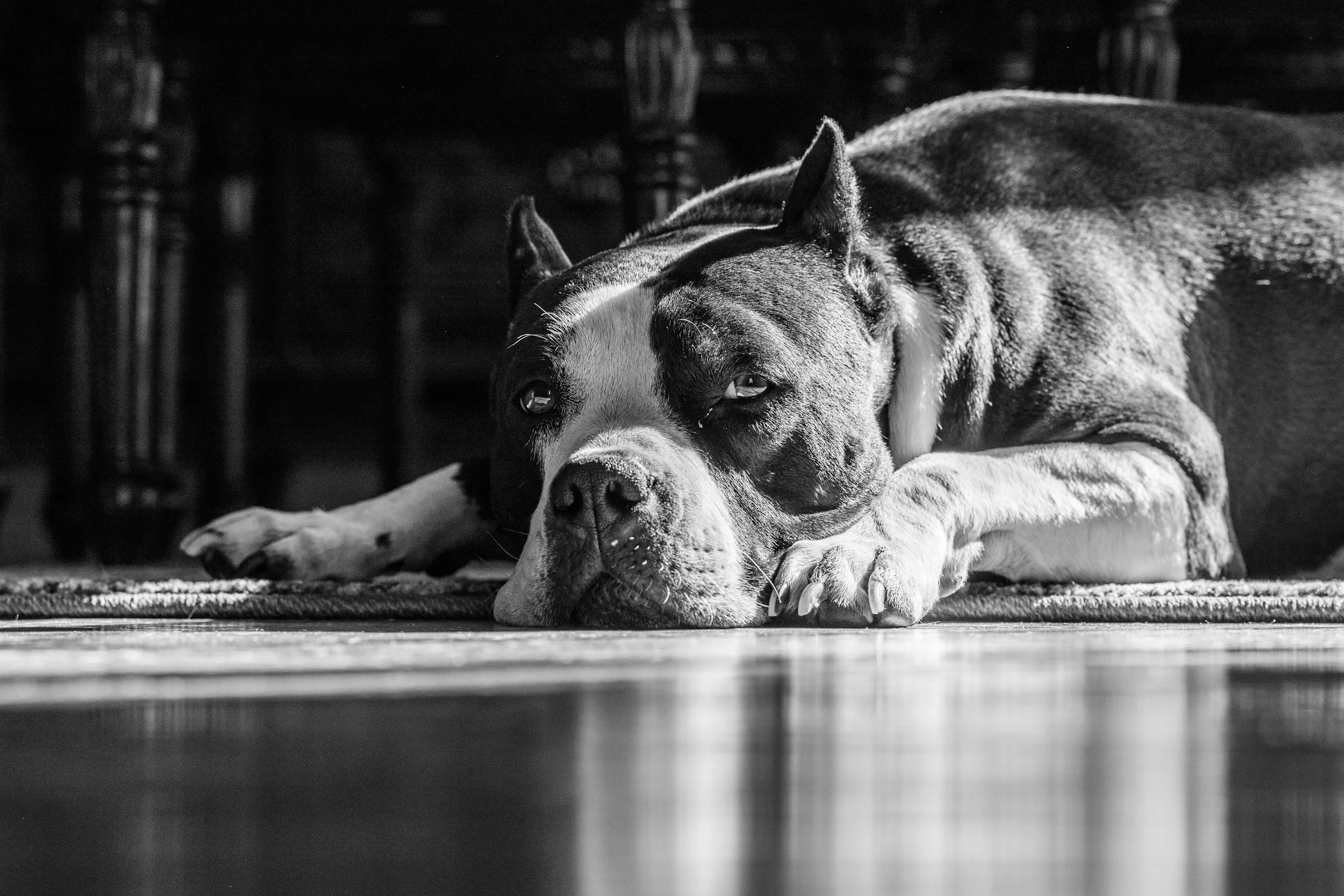 A black and white photo of a dog, possibly a Boxer or similar breed, lying down on a rug with its head resting on its front paws, looking directly at the camera.
