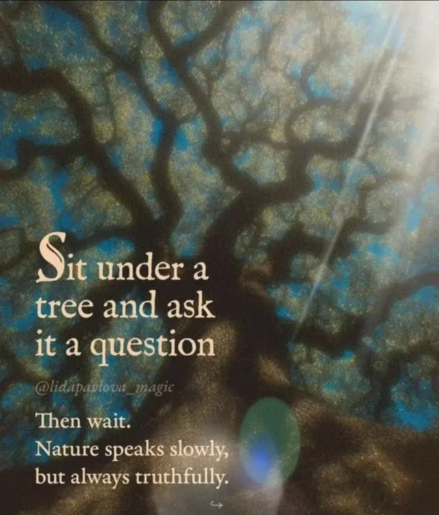 "Sit under a tree or hug a tree and ask a question. Then wait.. Nature can speak slowly but always truthfully." π
Trees help us to listen deeply and quietly. Don't forget to thank your tree, they love your love and appreciation! ππΌπ³ π