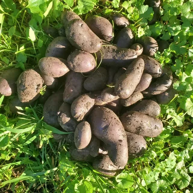Purple Potatoes! ππΌπ π