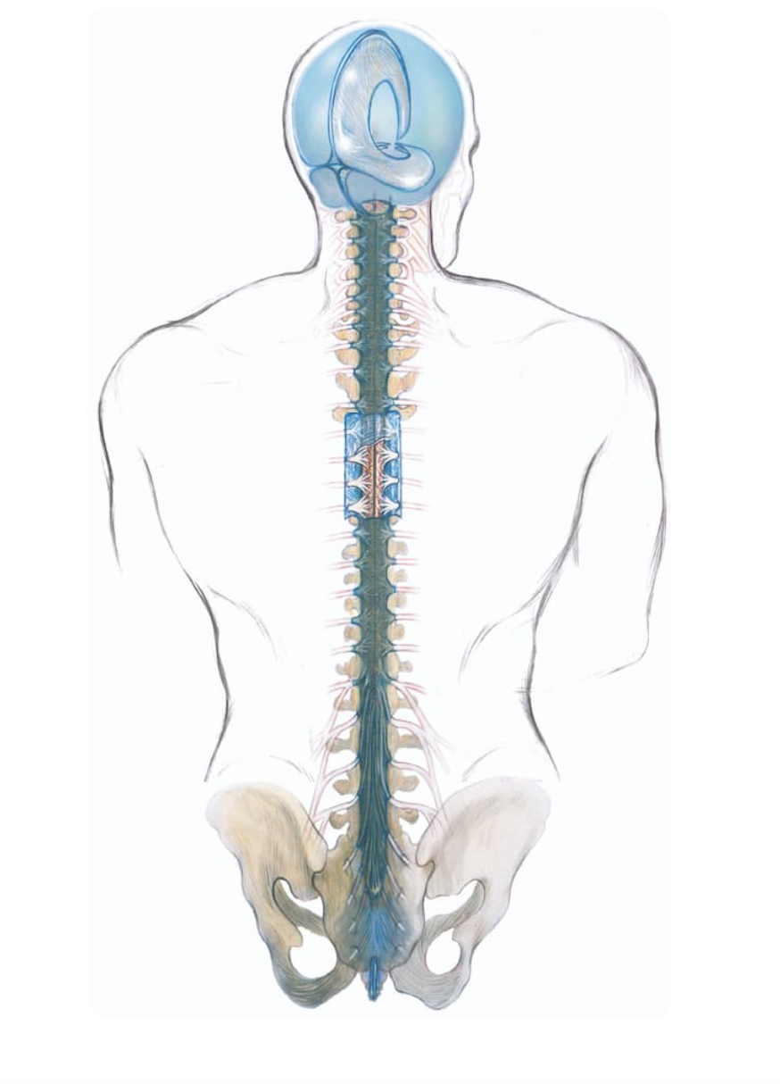Medical illustration of the human nervous system and spinal cord, with parts of the brain and pelvis visible.