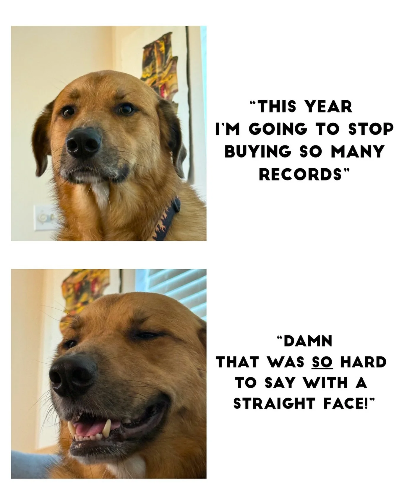 Doug has such a memeable face 🐶 Love you buddy. 

This week has been a wild one. We are doing our biggest giving-away yet: a tattoo &amp; record. Got featured on TV 📺 and I&rsquo;m working on putting together a larger-scale event this year for reco