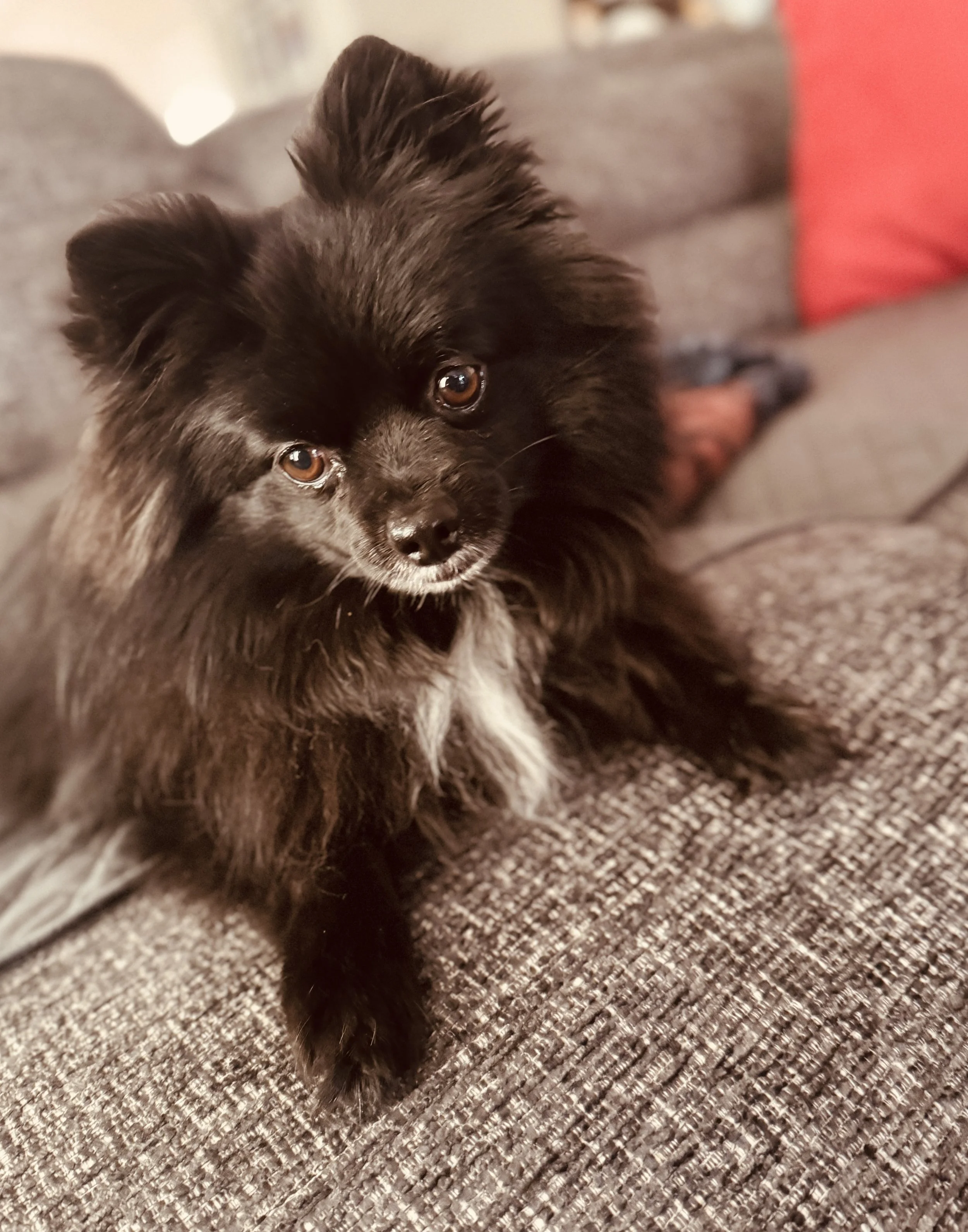 Pomeranian dog with black and white fur on sofa