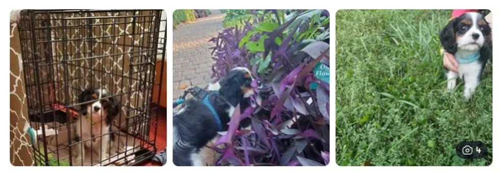 GoGo - Nebraska - Oct 2025