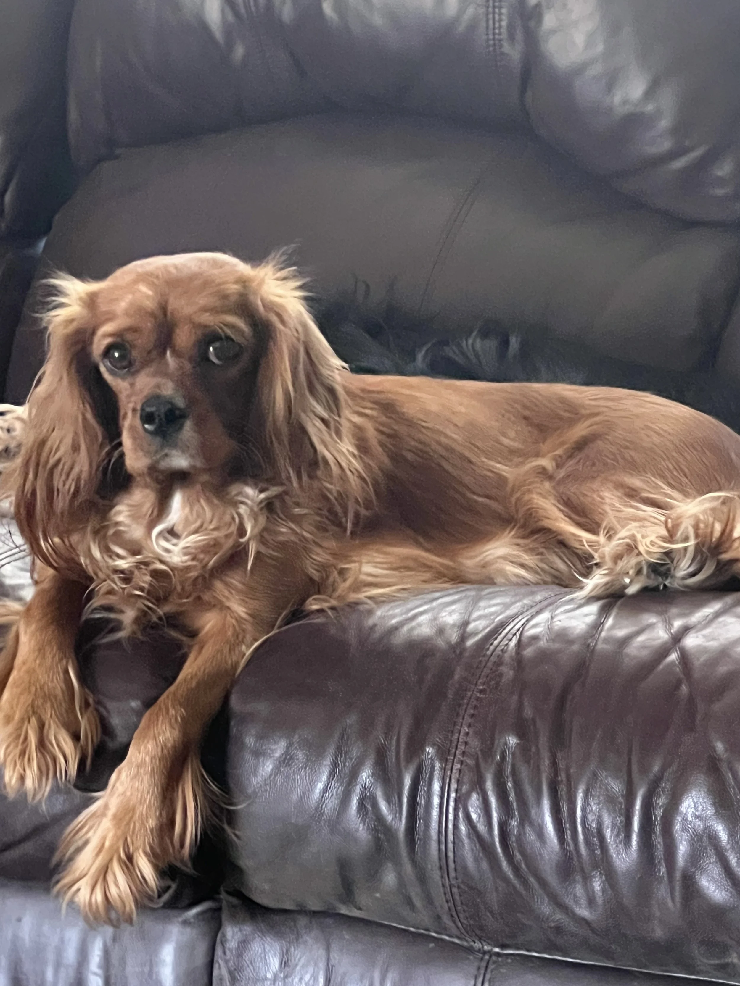 Millie.jpeg