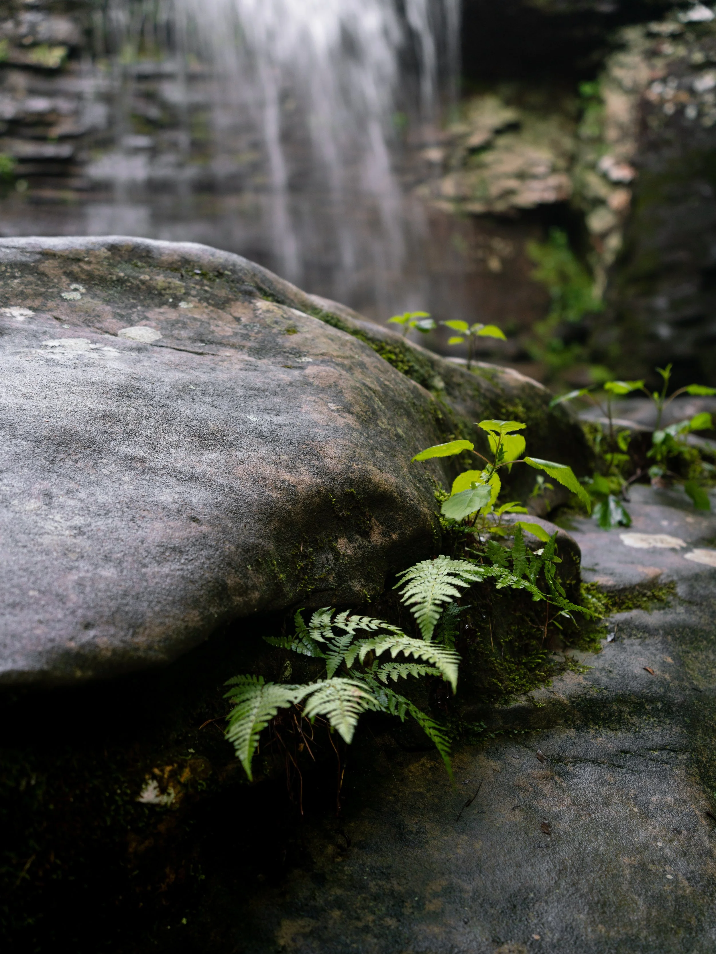 Close-up of a moss-covered rock and fern plants in front of a waterfalls in a forest.