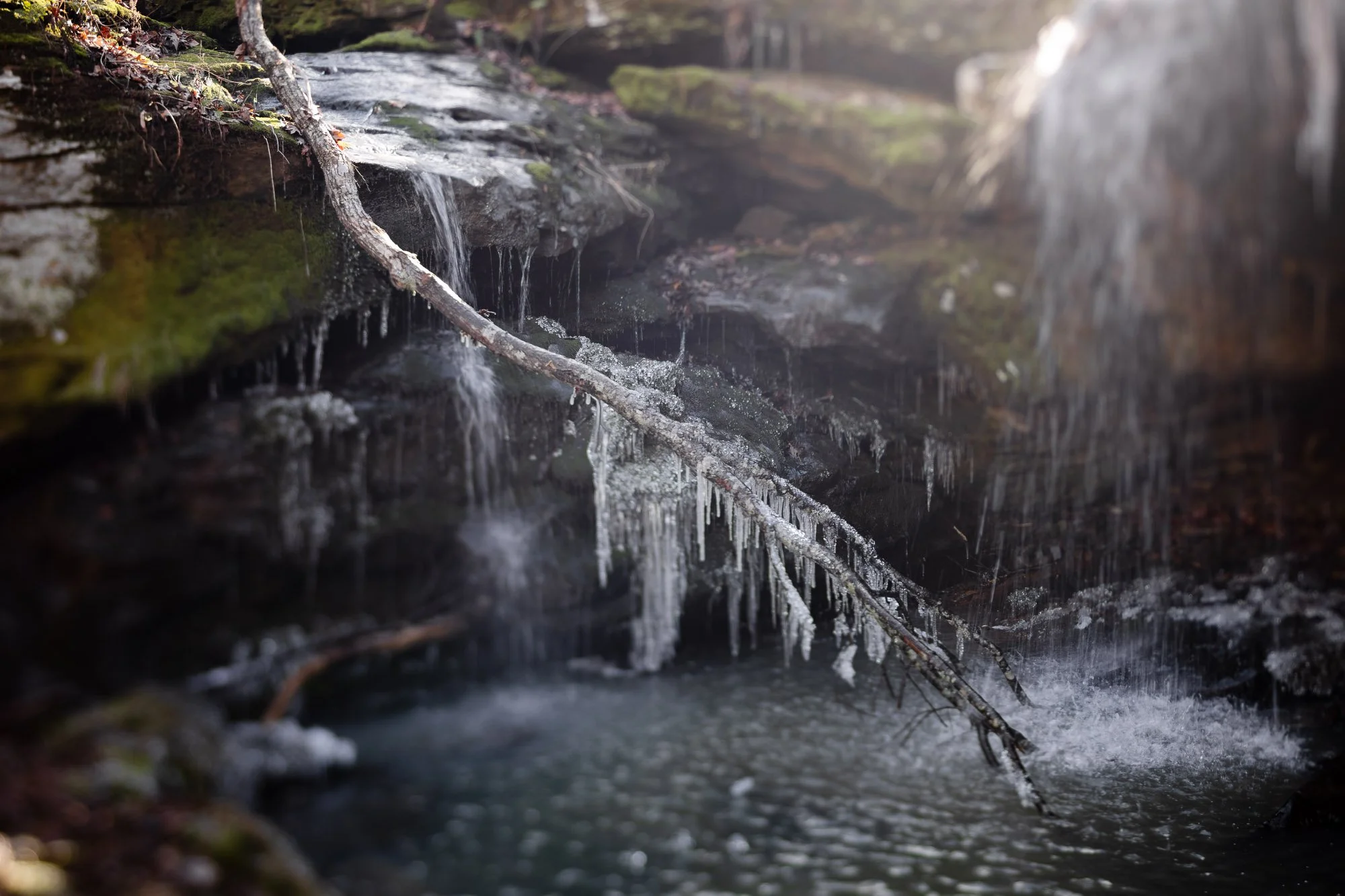 Frozen Branch