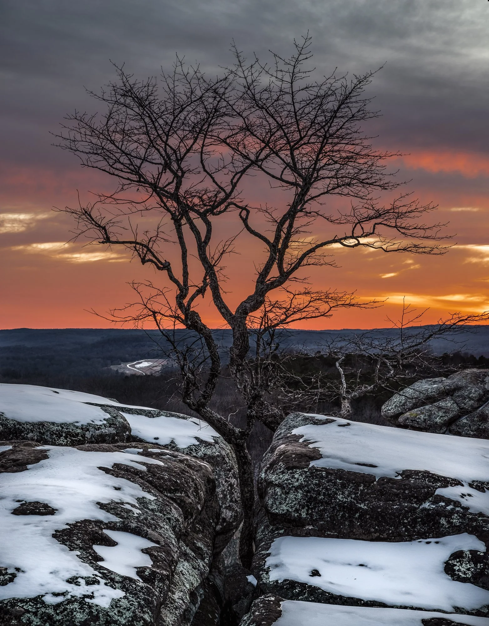 Snowy Sunset Tree GotG