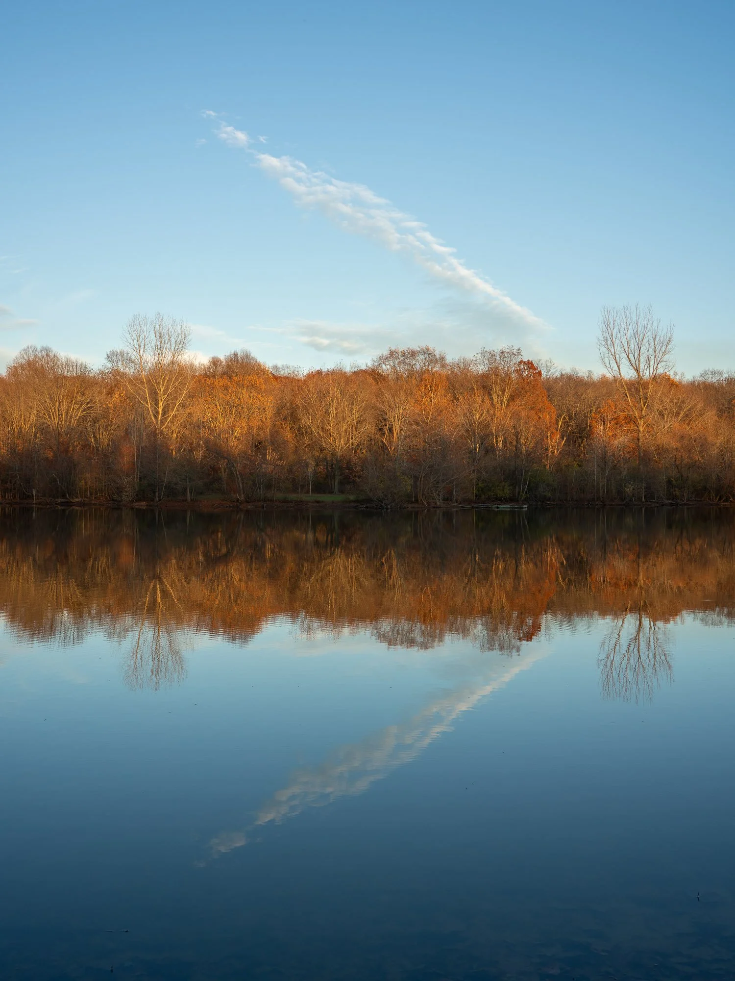 Beale Woods 02