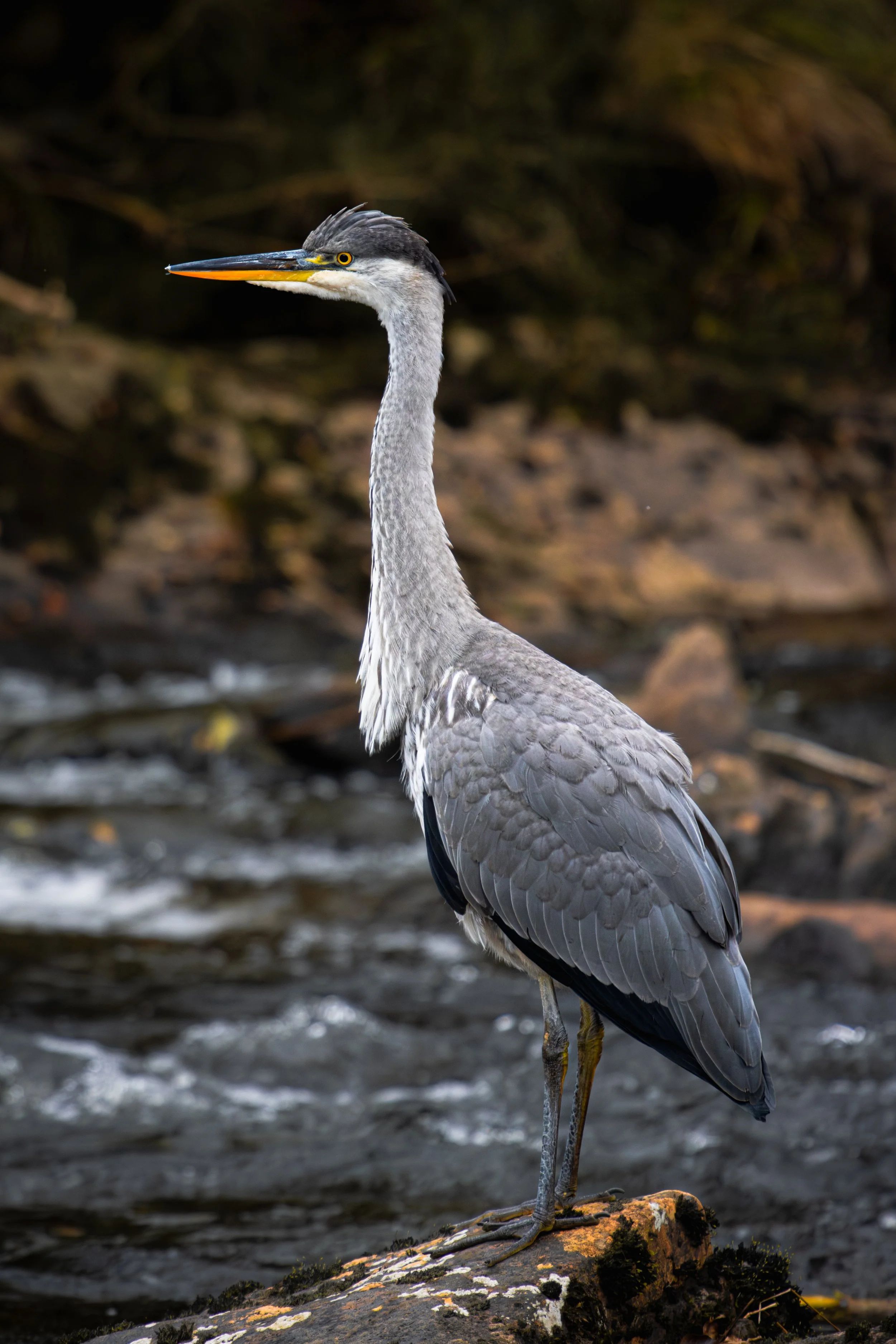 Loch Tay-1.jpg