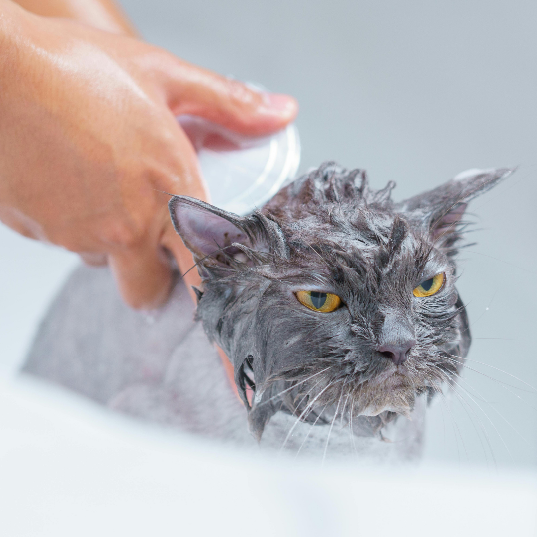 Annoyance:  A True Thief of Joy