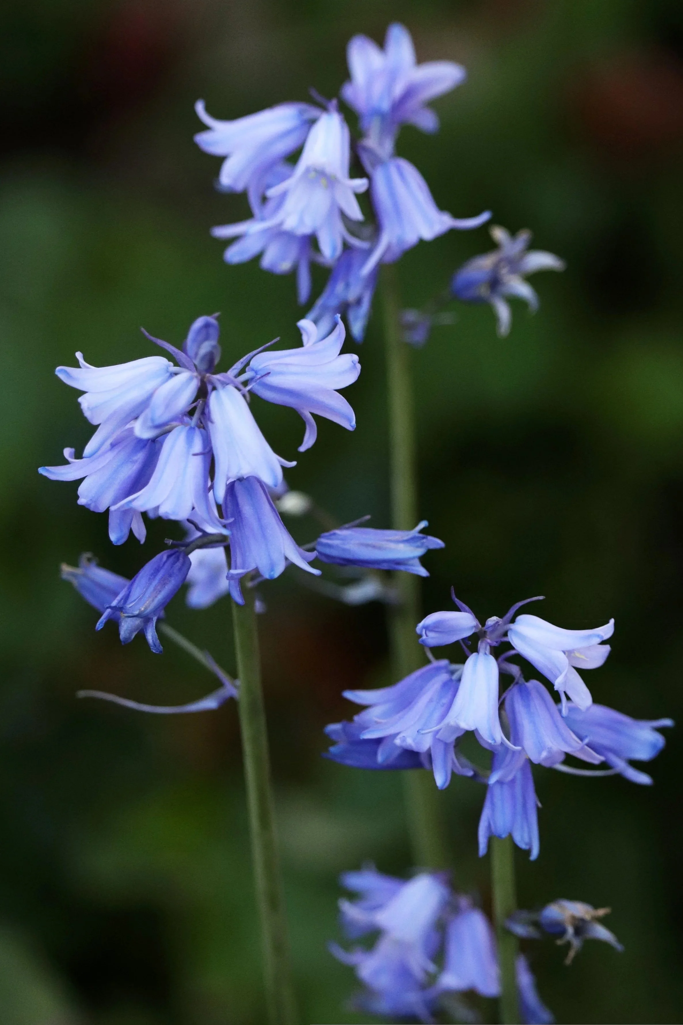 flowers-5211884.jpg