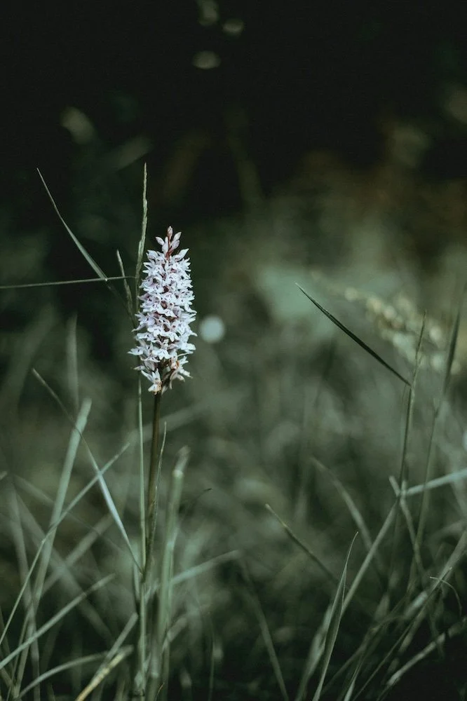 Close-up of a single white, spiked flower blooming among green grasses in a dark, natural setting to represent the calm environment that naturopath Eloise smith from clean slate naturopathy evokes in her patients