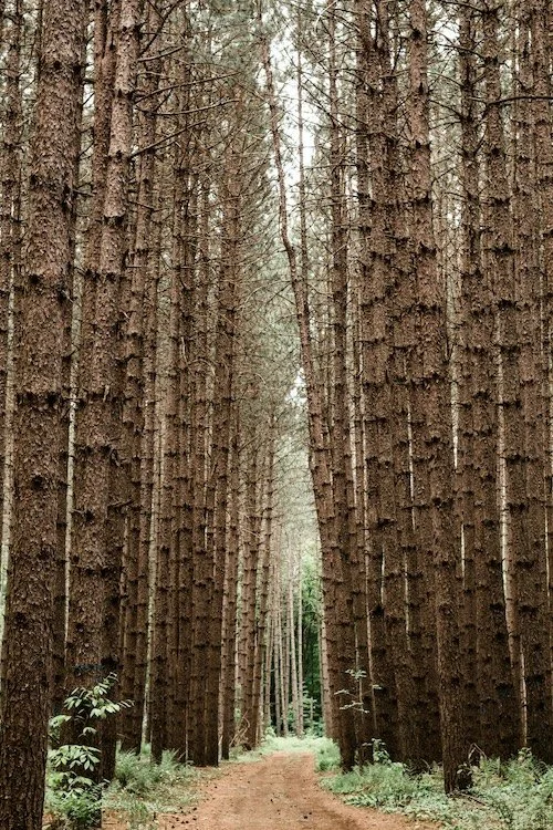 Bayside Malbourne Naturopath Eloise Smith from clean slate naturopathy  A dirt forest path surrounded by tall, straight pine trees.