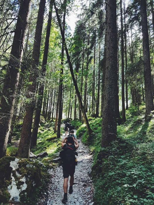 Hikers walking down a forest trail surrounded by tall trees and green foliage.