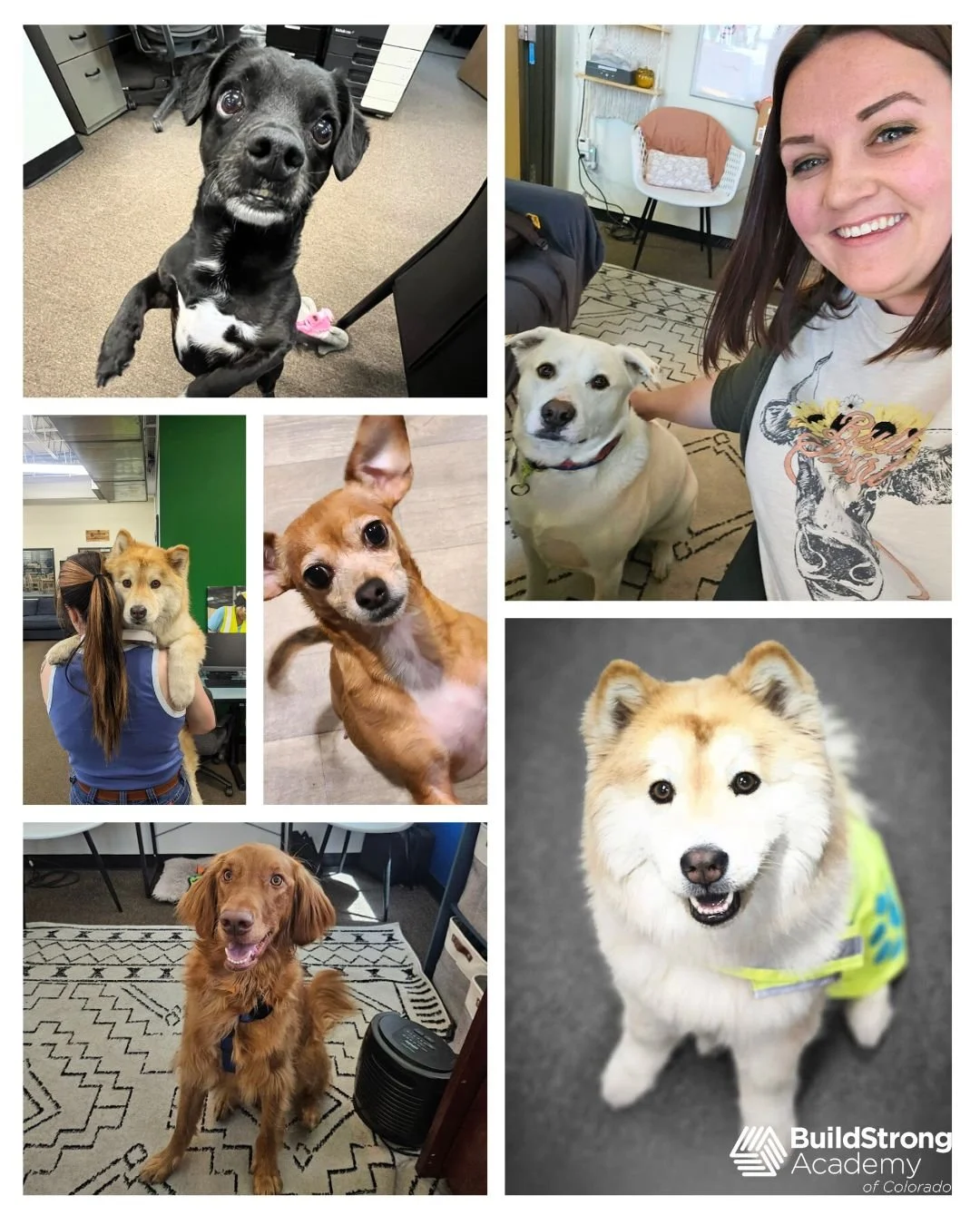 Happy National Dog Day! 
Give your pup some extra love (and treats) today!

Meet all of the dogs of BuildStrong Academy, you may catch some of these furry friends around the office making sure each students is wearing PPE. 

#buildstrongacademy