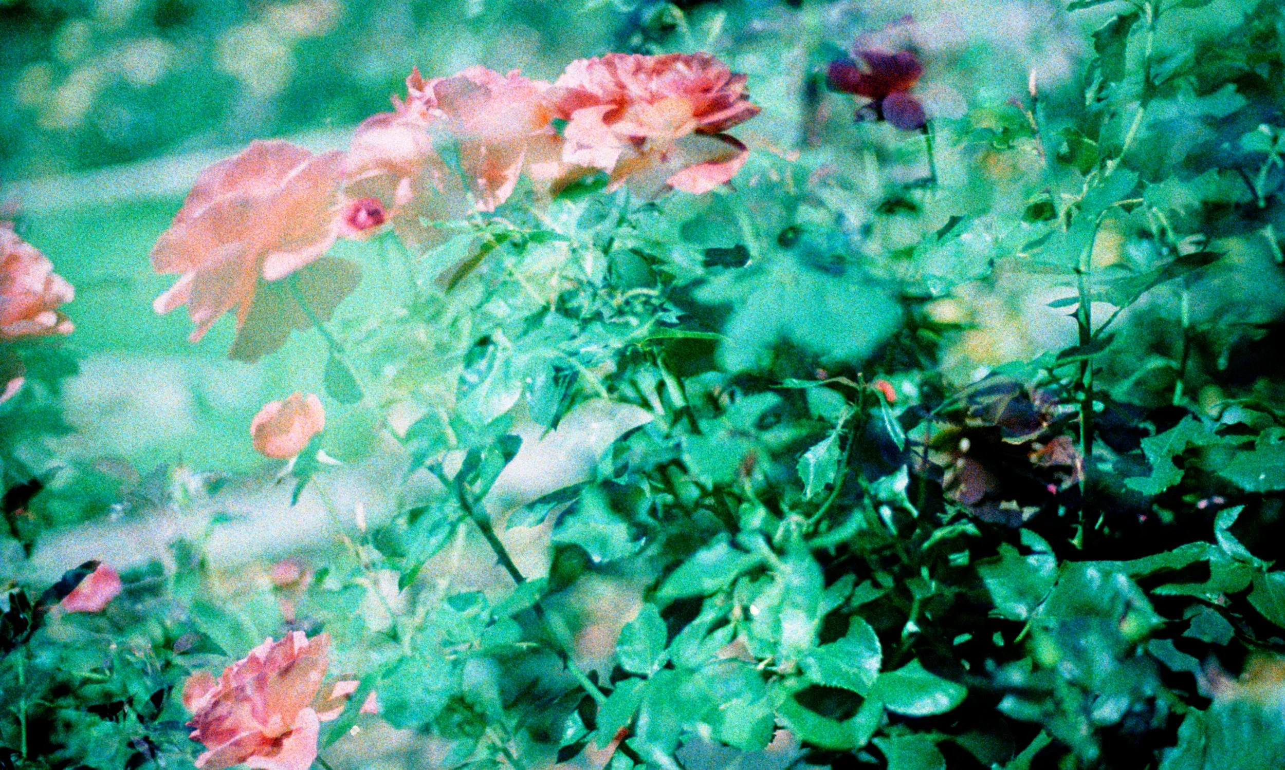 Roses blooming outside. Do you struggle to stay in the present moment? Learn how OCD counseling in Boston, MA can help you practice mindfulness without letting OCD take over.